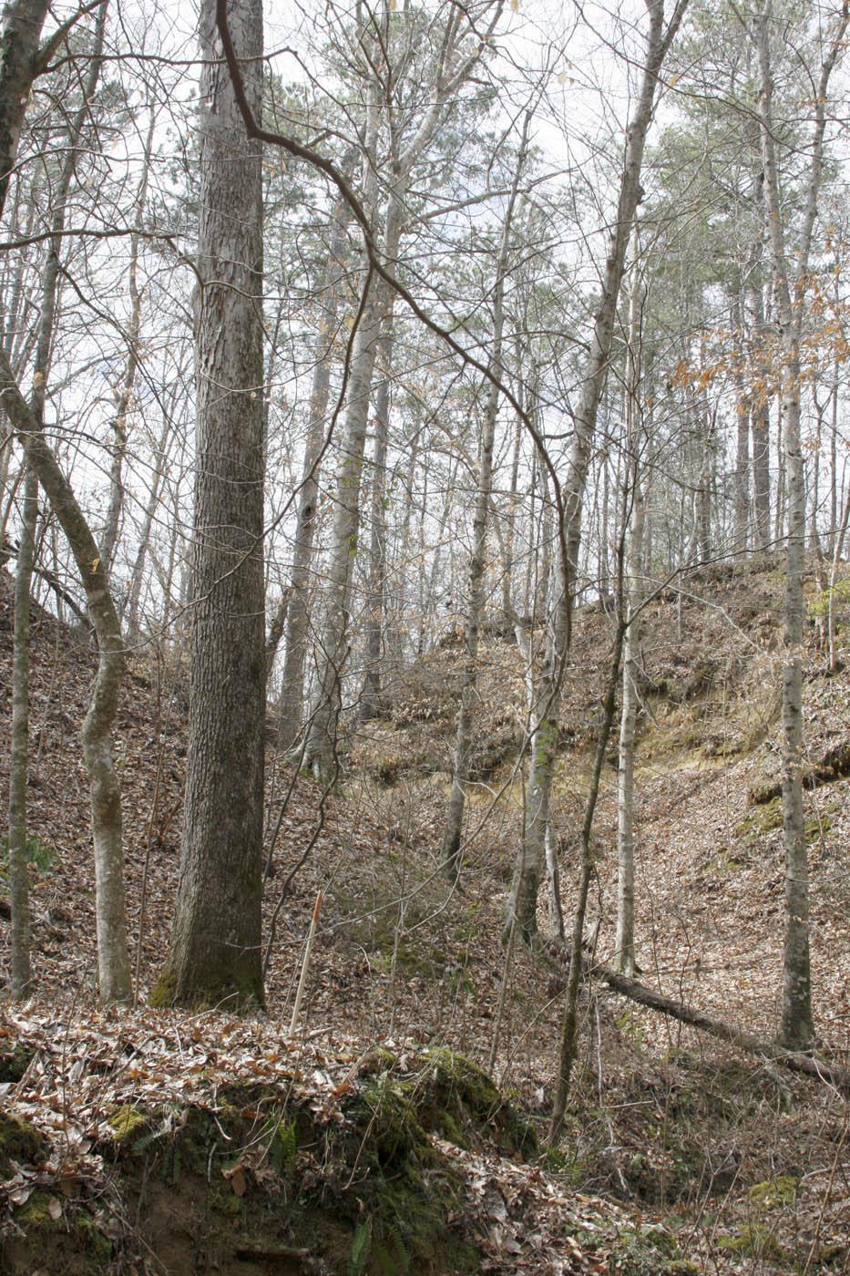 Old Cove is a 350-acre area in Webster County containing animal and plant diversity similar to that found in the Appalachians. (Photo by Aaron Posner)