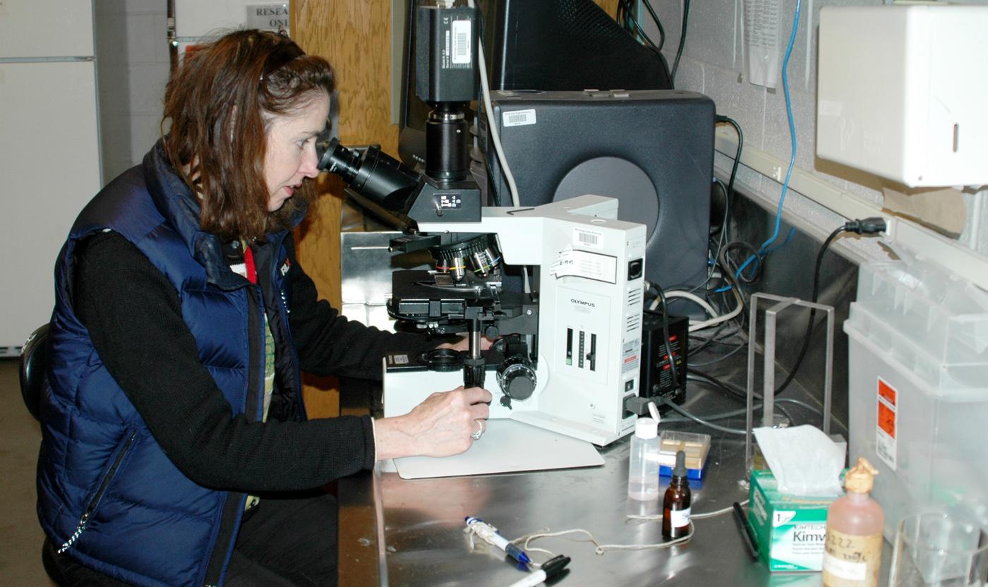 Mississippi State University veterinarian Pat Gaunt checks a slide at the Aquatic Research and Diagnostic Laboratory at the Thad Cochran National Warmwater Aquaculture Center in Stoneville. The lab works with area catfish producers to keep their stock healthy and safe to eat. (Photo by Rebekah Ray/Delta Research and Extension Center)