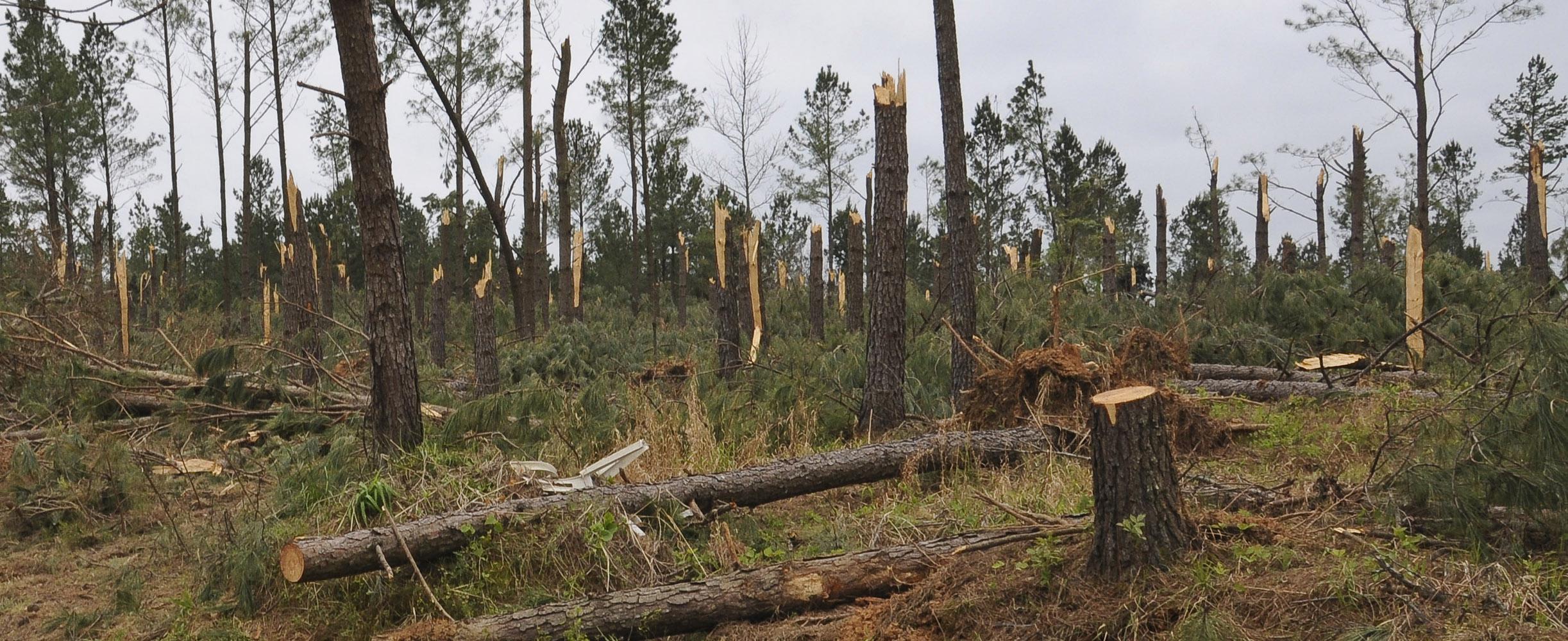 Timber was heavily damaged in Choctaw County. This photograph was taken near the Weir community on April 30. Photo by Scott Corey.