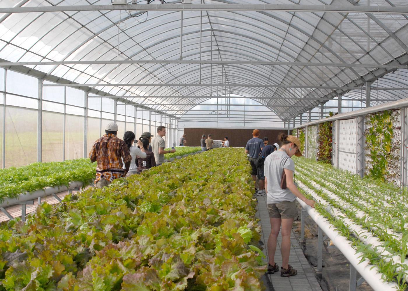 Unheated greenhouses that capture the sun's heat, allowing crops to be grown earlier or later than normal, are called high tunnels. MSU students visited several high tunnels, such as this one growing cucumbers in bags with drip fertigation in Ag Demonstration Park in Nanjing, Jiangsu Province in East China. (Photo provided by University of Arkansas/Jim Robbins)