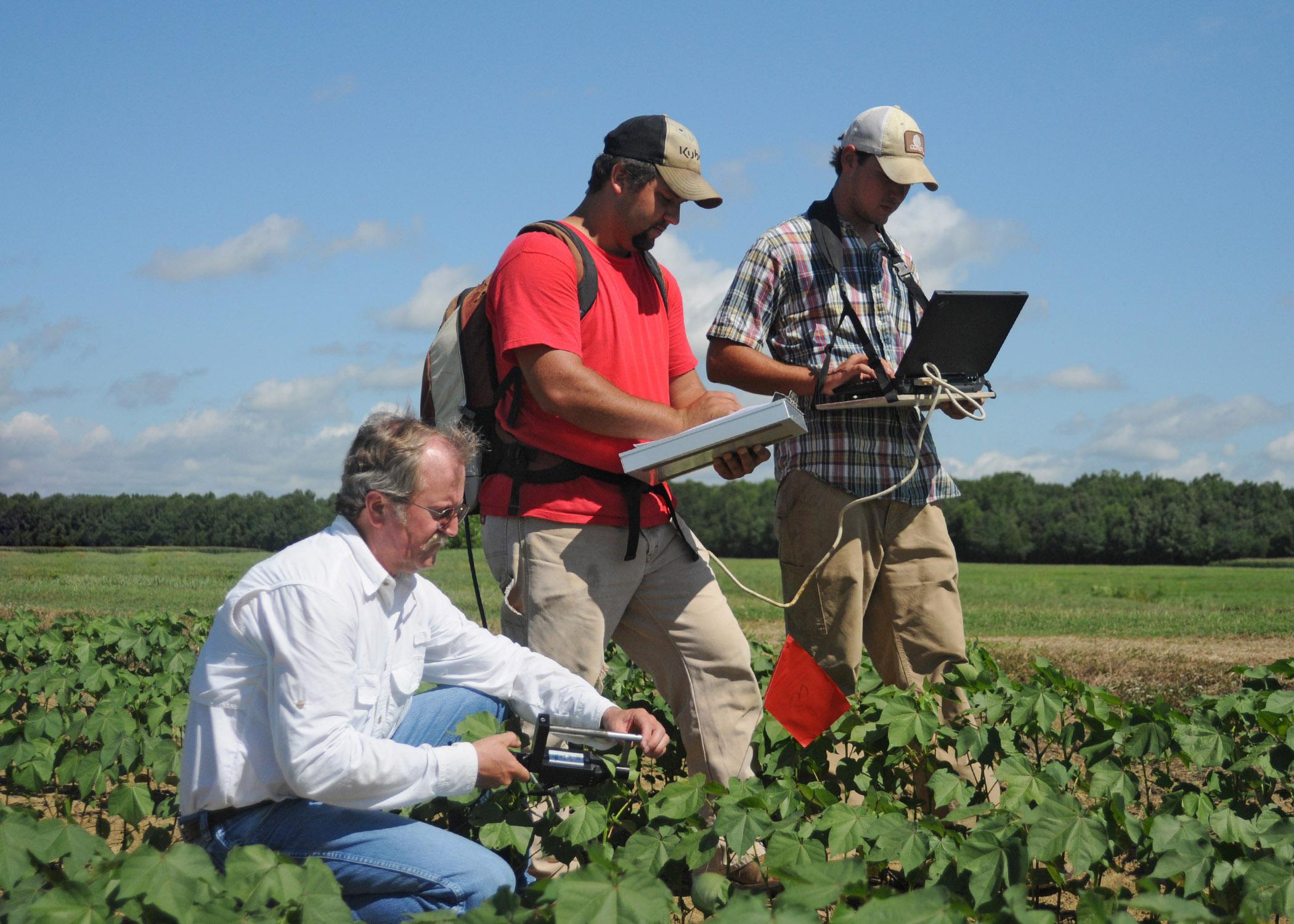 Gary Lawrence and undergraduate students Ben Berch and Patrick Garrard (from left) collect hyperspectral reflectance data from cotton plants infected with reniform nematodes for a grant-funded project at Mississippi State University.