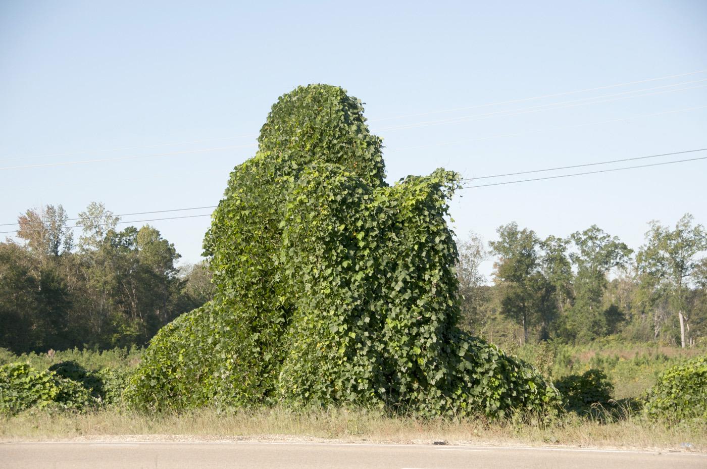 Kudzu covers large tracts of land from eastern Texas to the East Coast and as far north as Maryland. (Photo by Kat Lawrence)