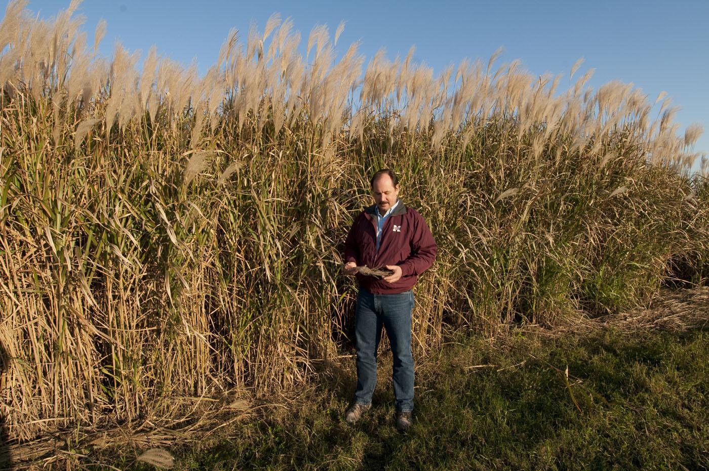 Mississippi State University research scientist Brian Baldwin developed Freedom giant miscanthus, a biofuel feedstock used to create tank-ready gasoline. (Photo by MSU Ag Communications/Scott Corey)