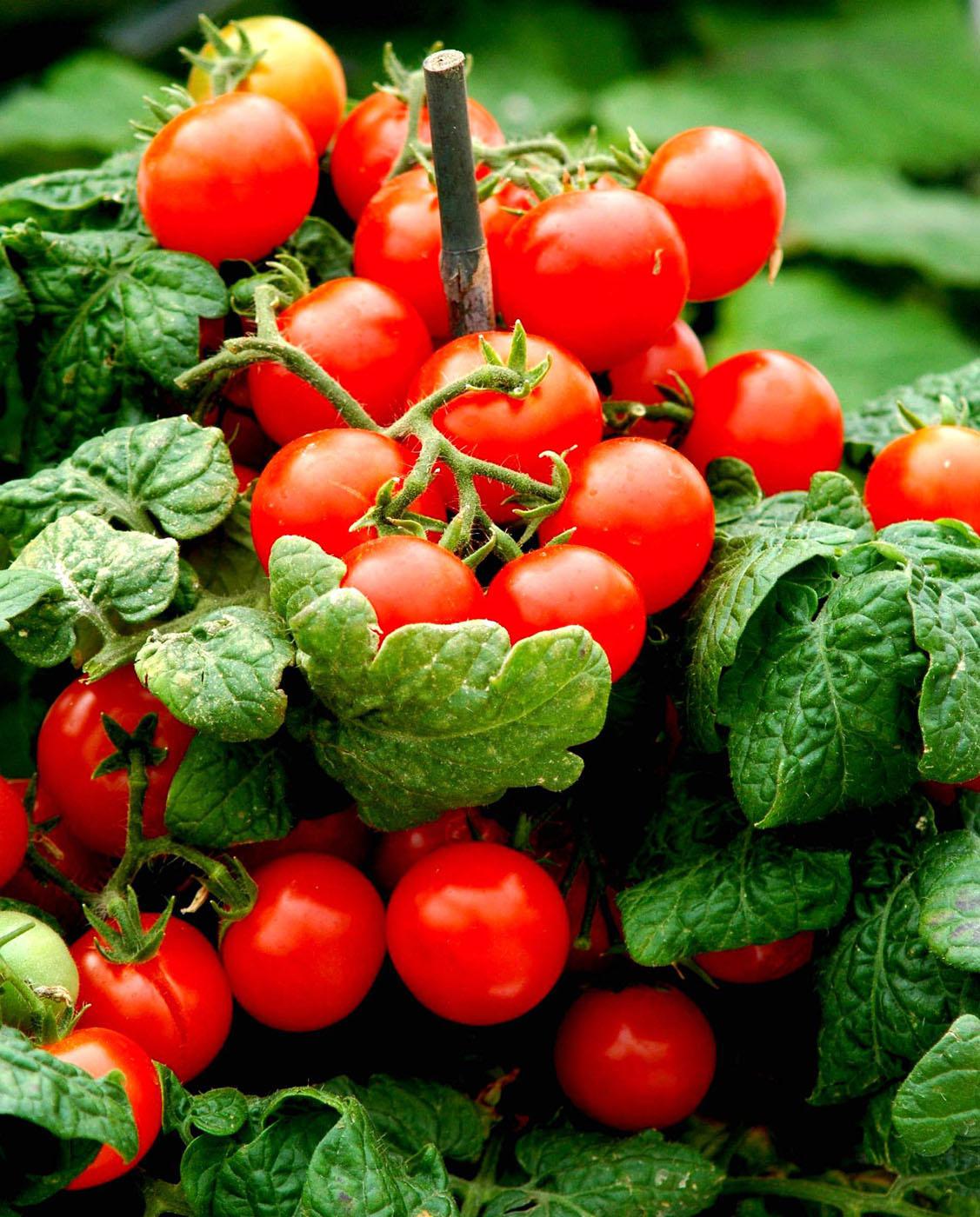 An early spring is giving many home gardeners early harvests of tomatoes and vegetables. (File Photo)