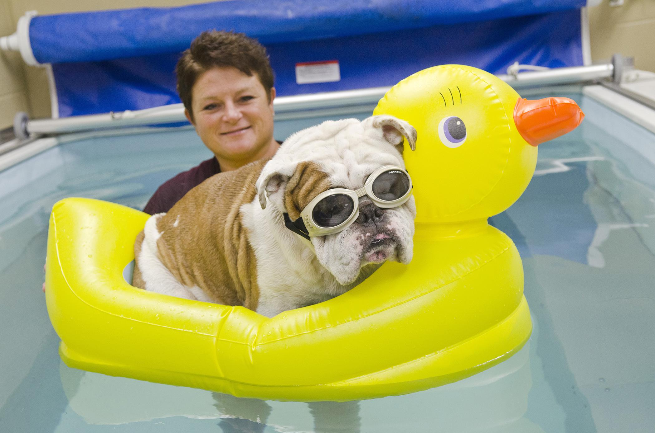 Lisa Pritchard, veterinary technician and mascot coordinator for Bully XX at Mississippi State University's College of Veterinary Medicine, is MSU's 2012 Veterinary Technician of the Year.