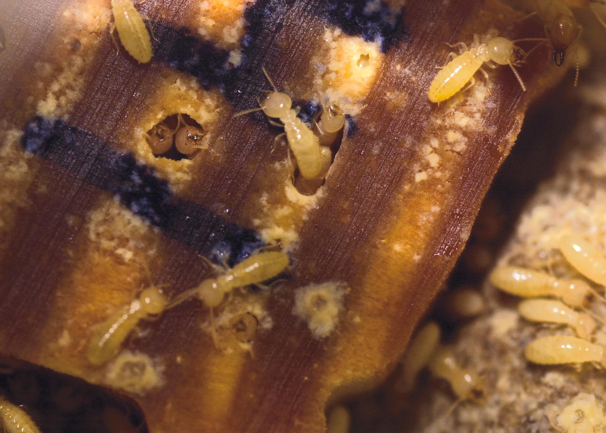 Formosan termites are an invasive species known to be established in 25 south Mississippi counties. Compared to Mississippi's native Eastern subterranean termites, Formosan termites are bigger, form larger colonies and can consume more wood in less time. (Photo courtesy of Marco Nicovich)