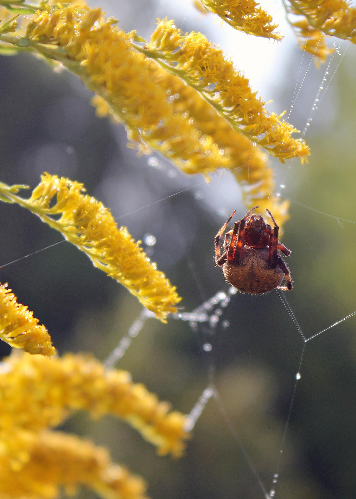 Whether kids calculate the angles on a spider web or draw in a nature notebook, opportunities to study nature and enjoy the great outdoors this summer abound. (Photo courtesy of Marina Denny)