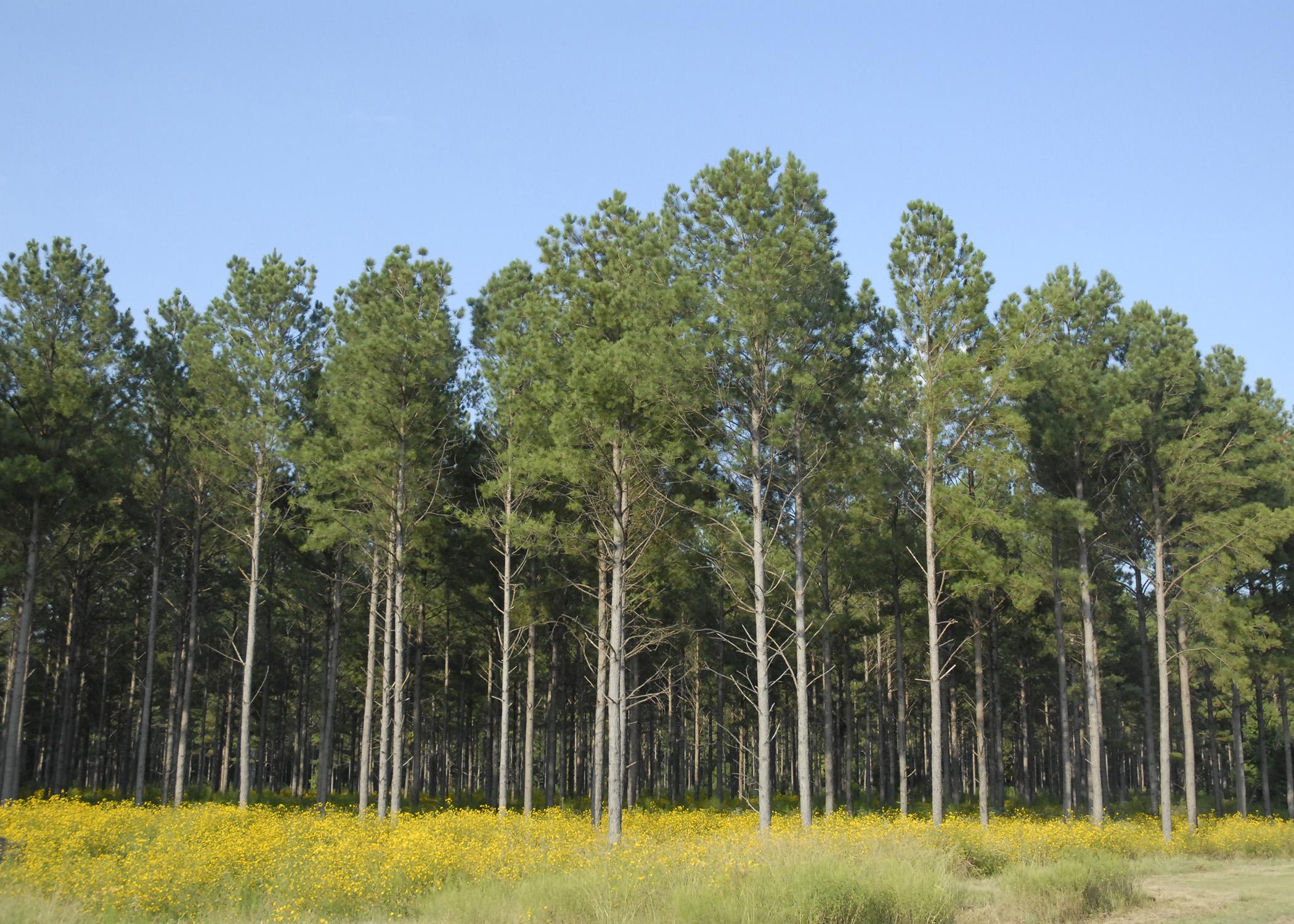 Forestry was Mississippi's second-largest agricultural commodity for 2014, with a preliminary year-end harvest value estimated at $1.28 billion, a 13.8 percent increase from 2013. (File photo by MSU Ag Communications/Linda Breazeale)