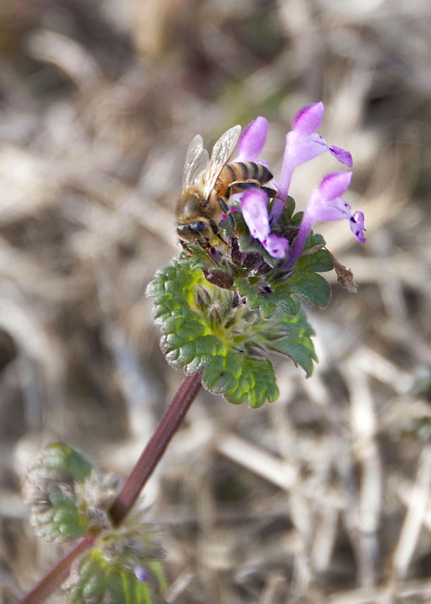 Spring is a busy time for bees and beekeepers, as longer days and warmer weather bring the first flowers, such as this henbit, into bloom. (File photo by MSU Ag Communications/Kat Lawrence)