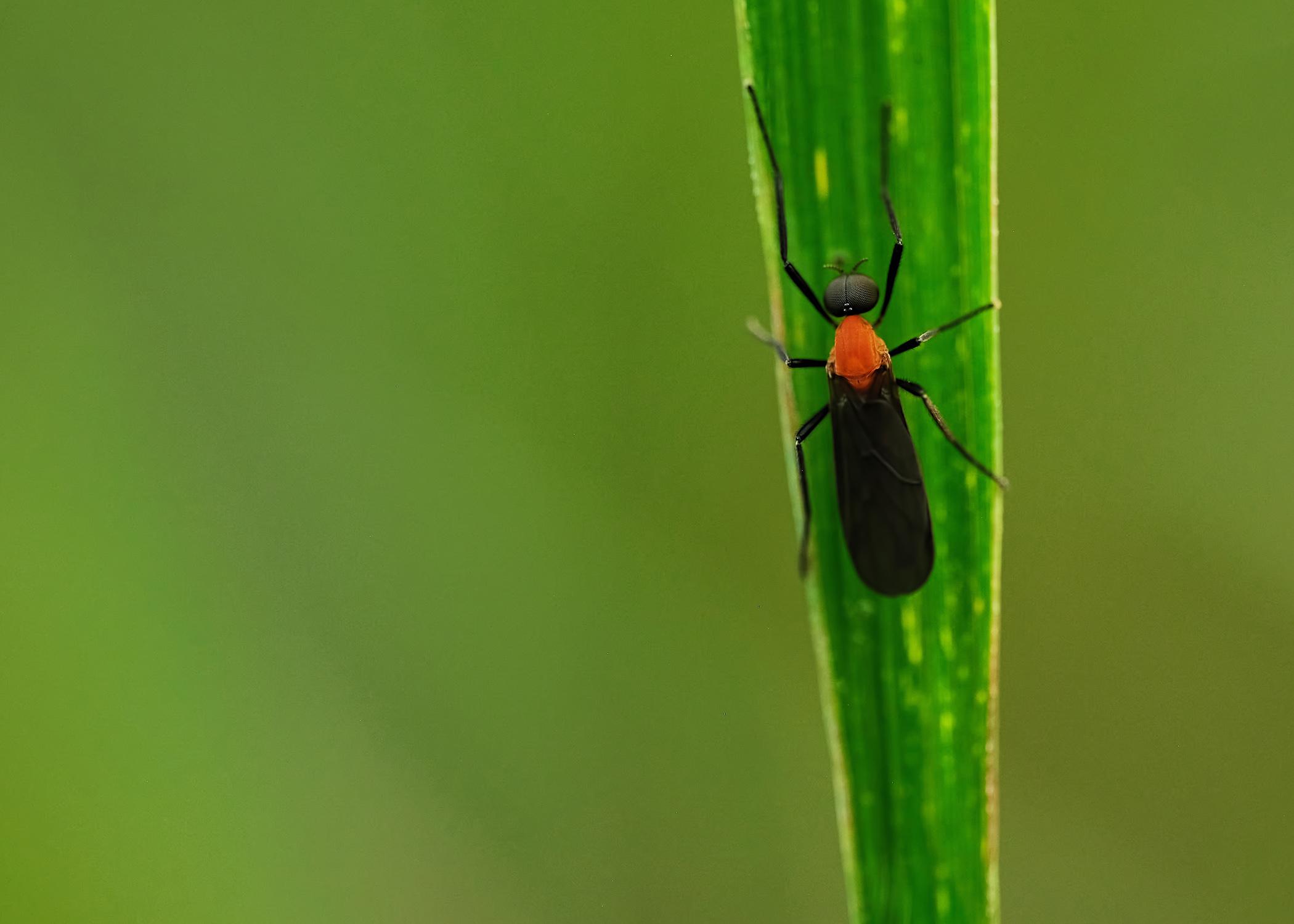 Lovebug on green leaf with green background