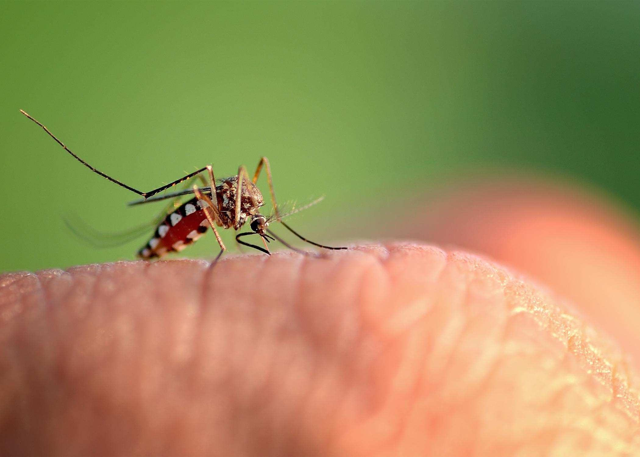 Mosquito on hand