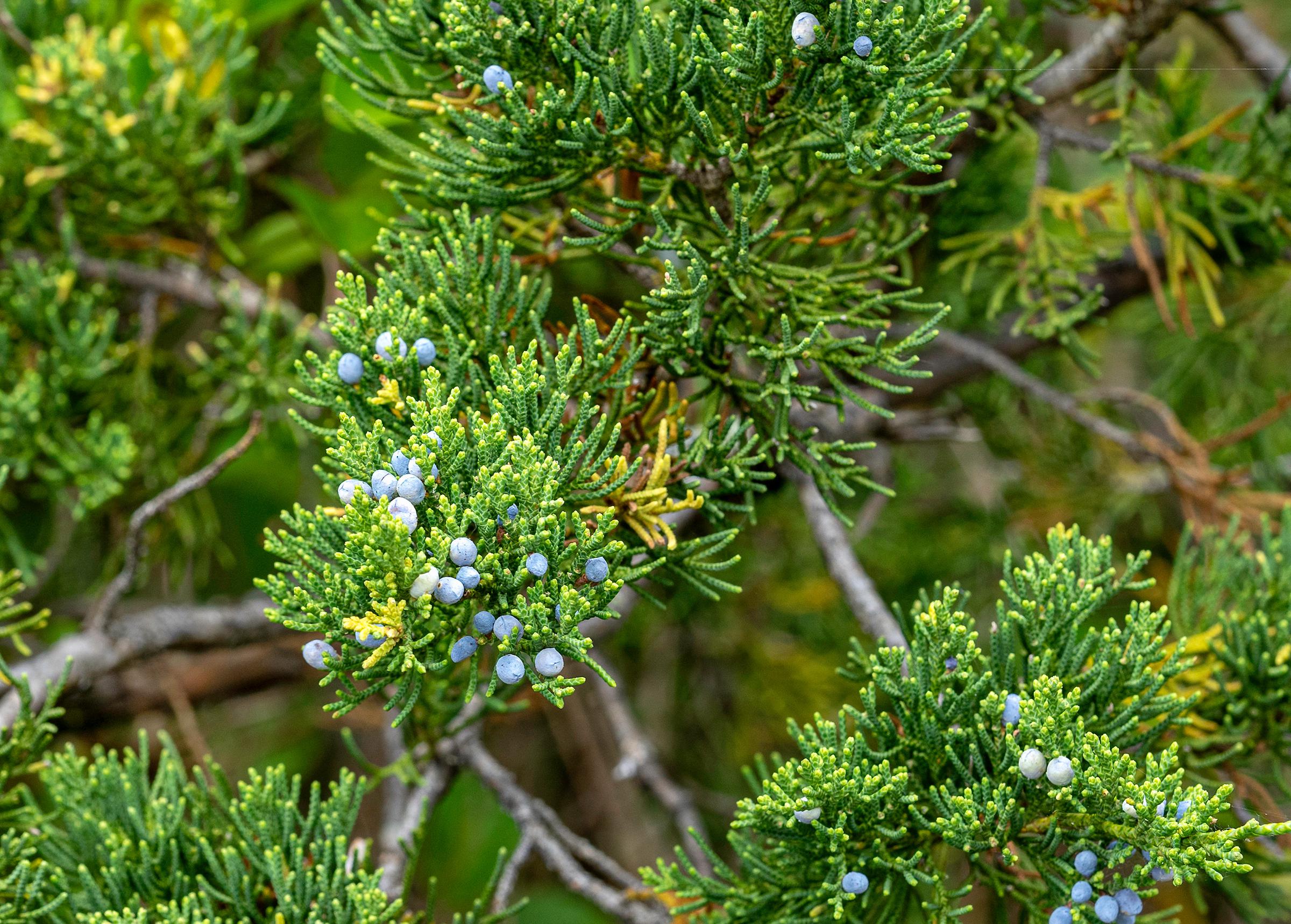 Eastern redcedar needles and berries