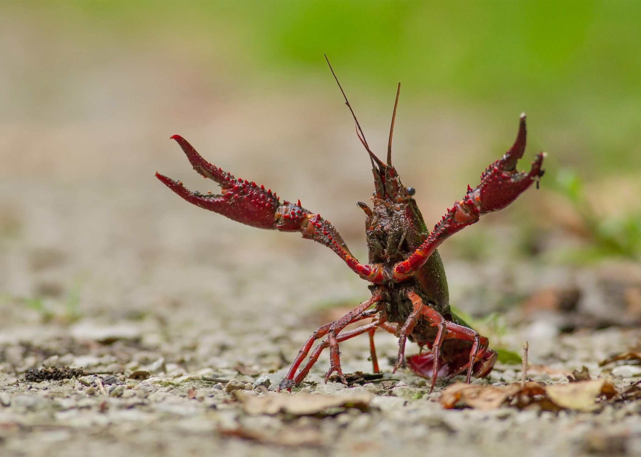 Red Crawfish