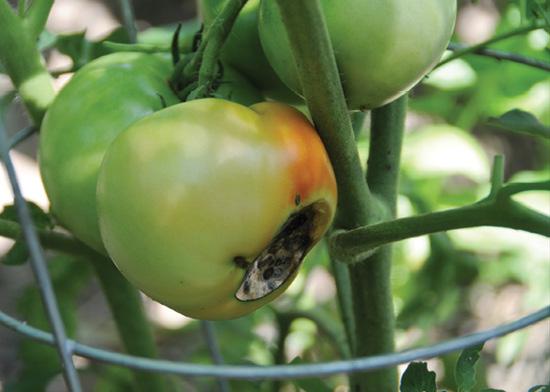 Tomato with blossom end rot