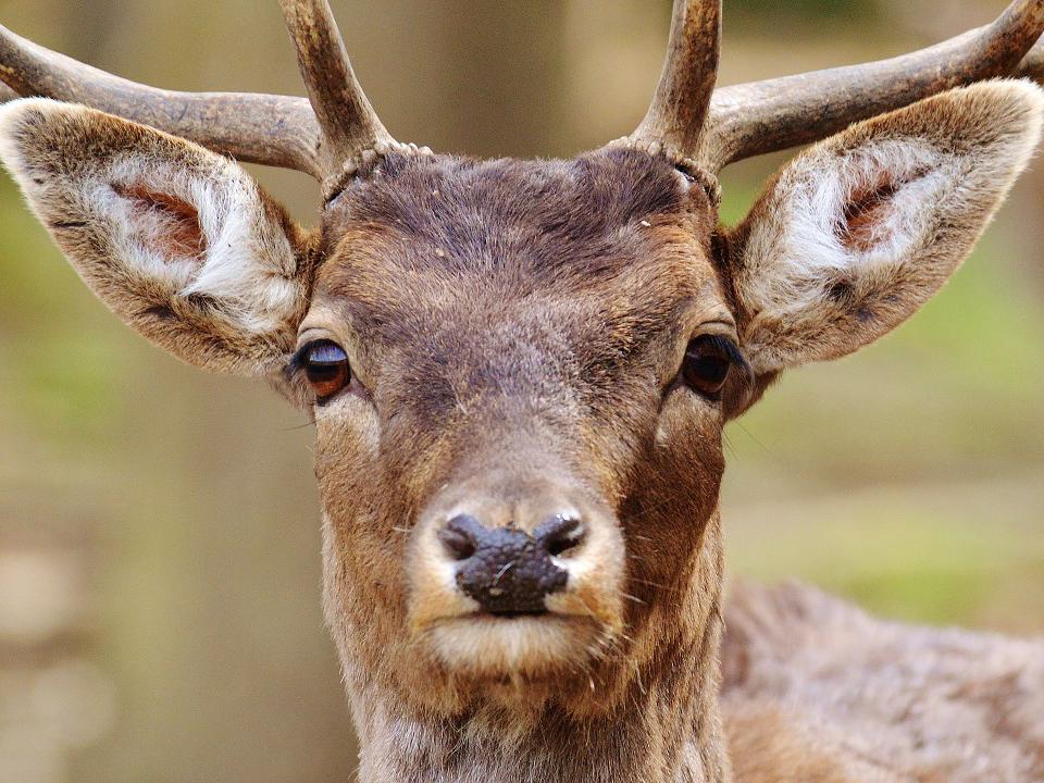 whitetail deer