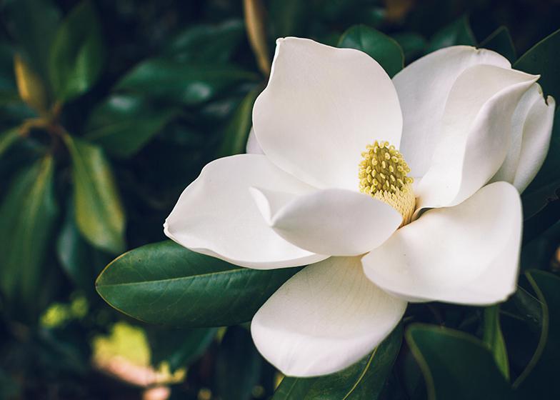 Magnolia bloom with dark green leaves.