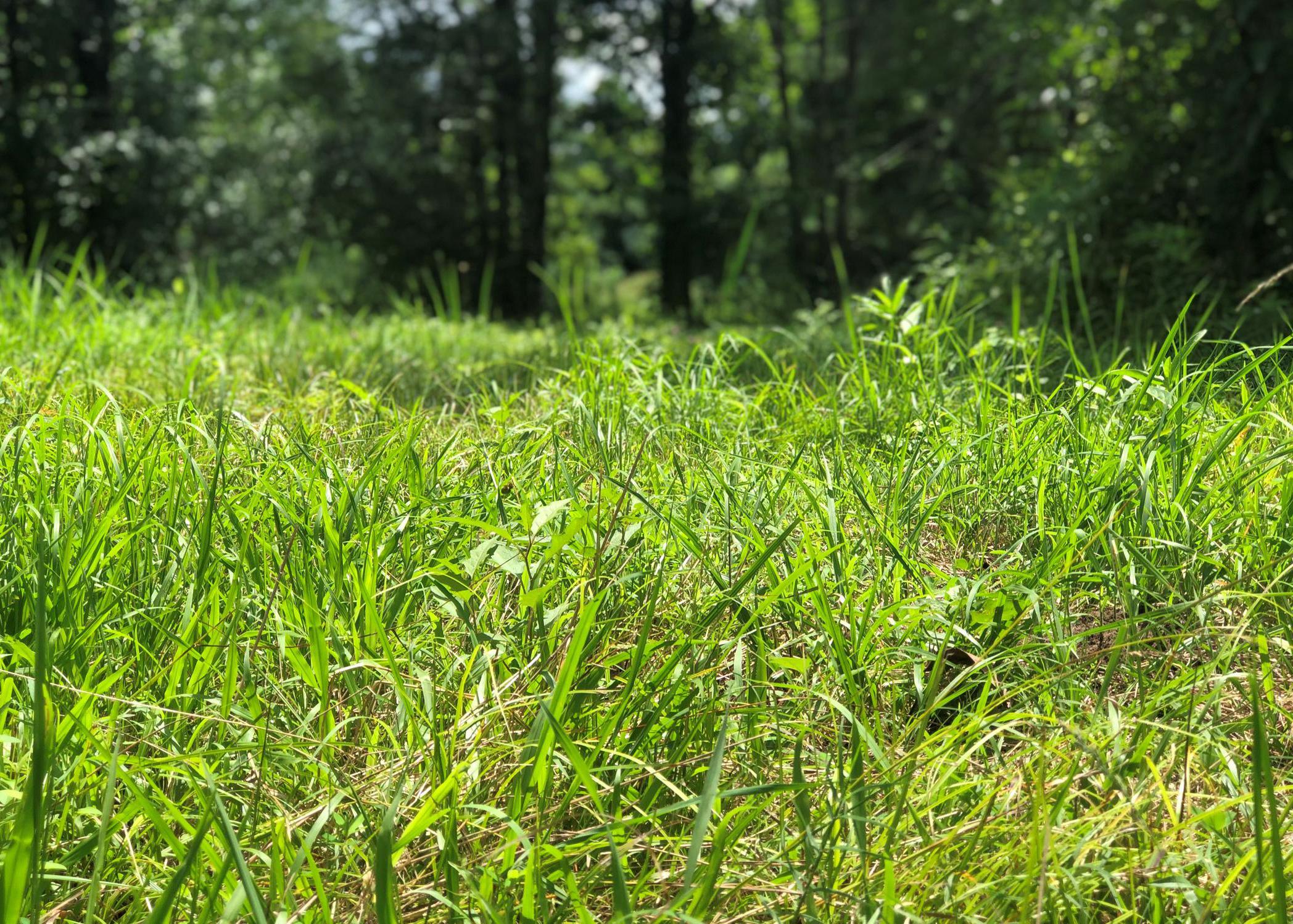 Tall grass grows in a field.