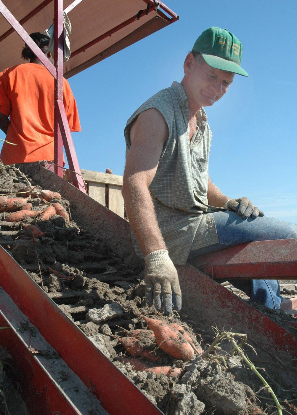 Steve Pettit inspects sweetpotatoes being harvested on his farm near Houston.