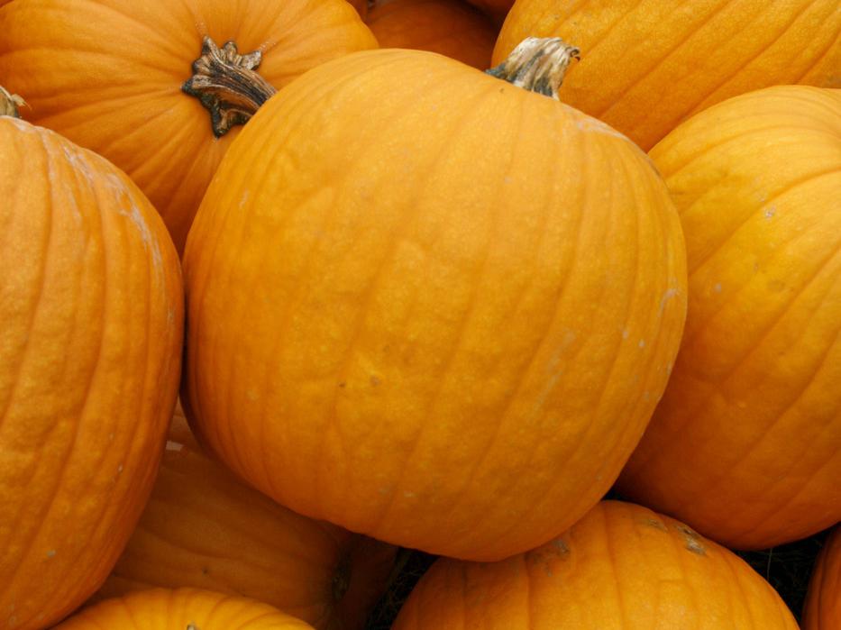 Most of Mississippi's pumpkins are planted in June and July so they can be harvested in September and October for fall decorations. (Photo by Kat Lawrence)