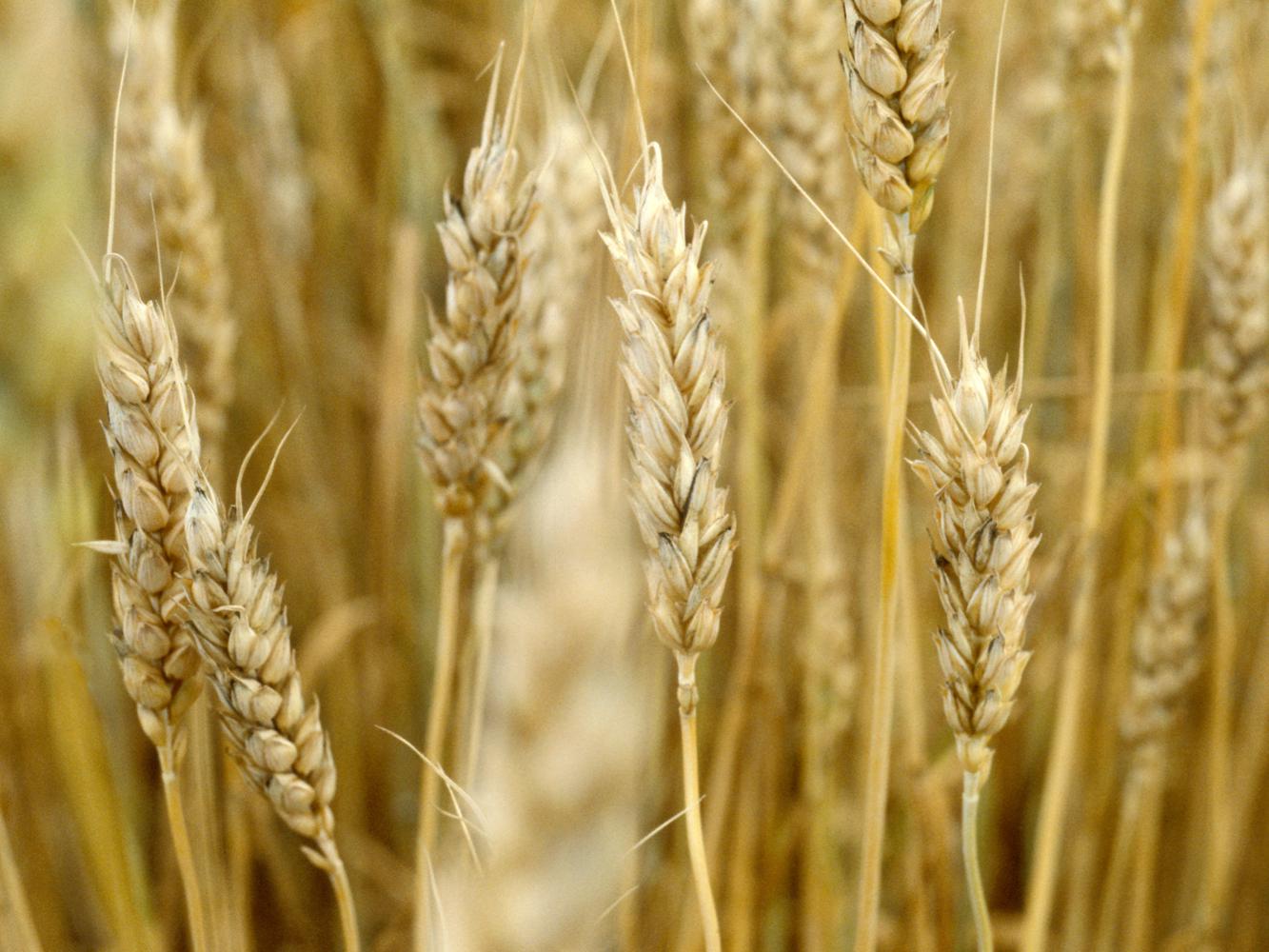 File photo of growing wheat