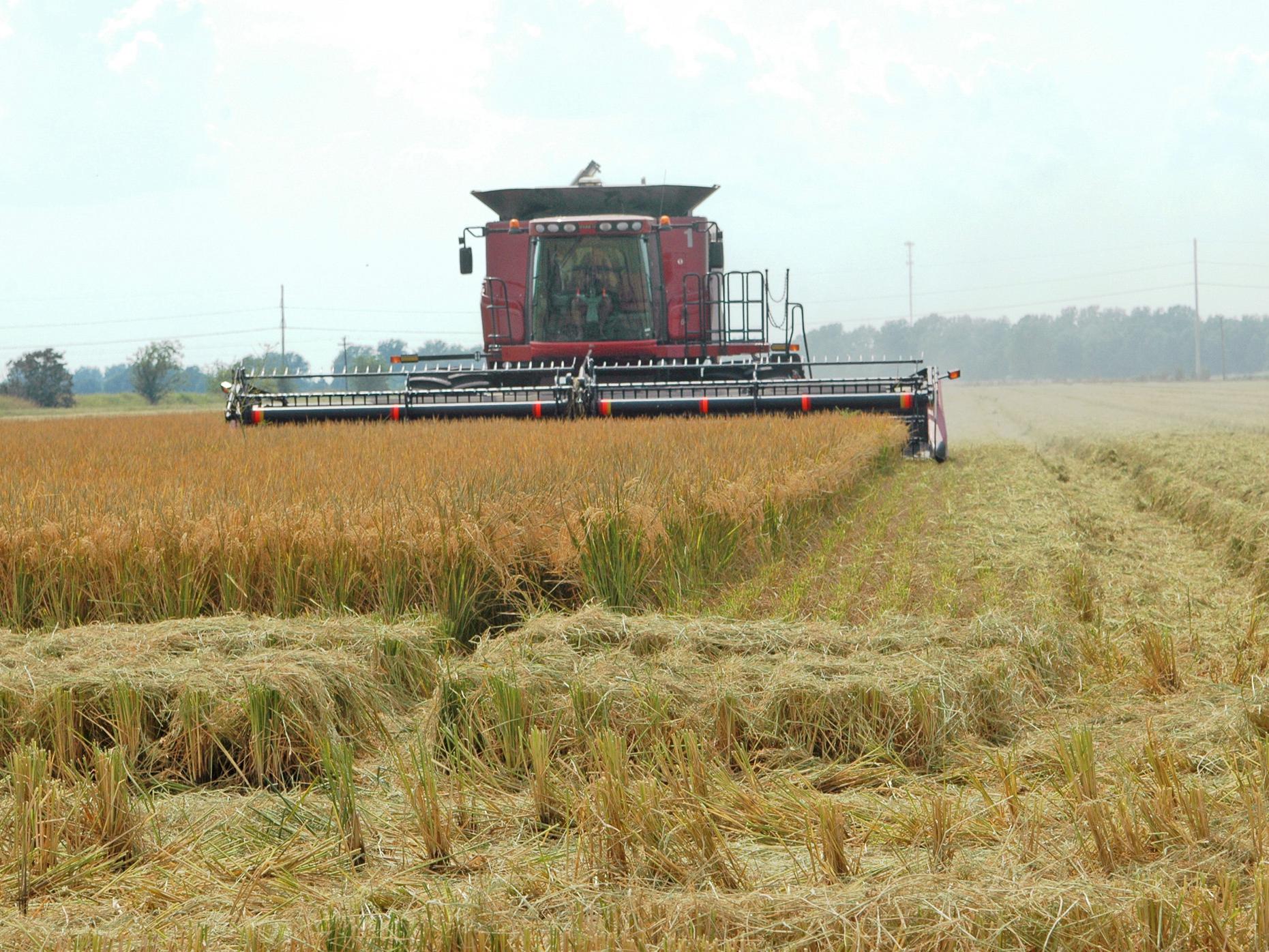 Rice harvest should be fully under way by mid-August. Gant and Sons Farms in Merigold was harvesting fields Aug. 8. (Photo by DREC Communications/Rebekah Ray)