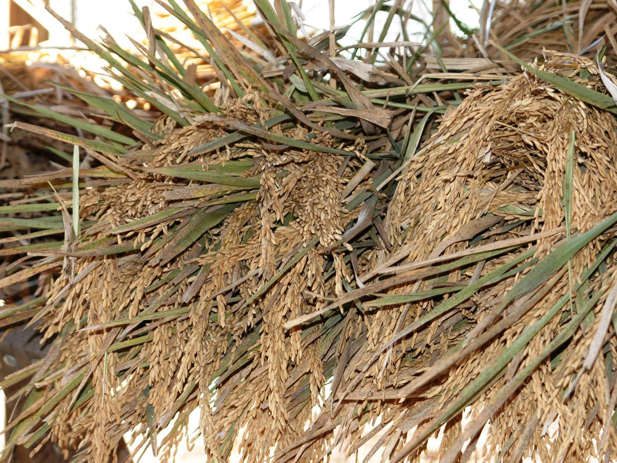 Mississippi's rice harvest was nearly complete by mid-September. Yields of close to 160 bushels per acre are near state records. (Photo by DREC Communications/Rebekah Ray)