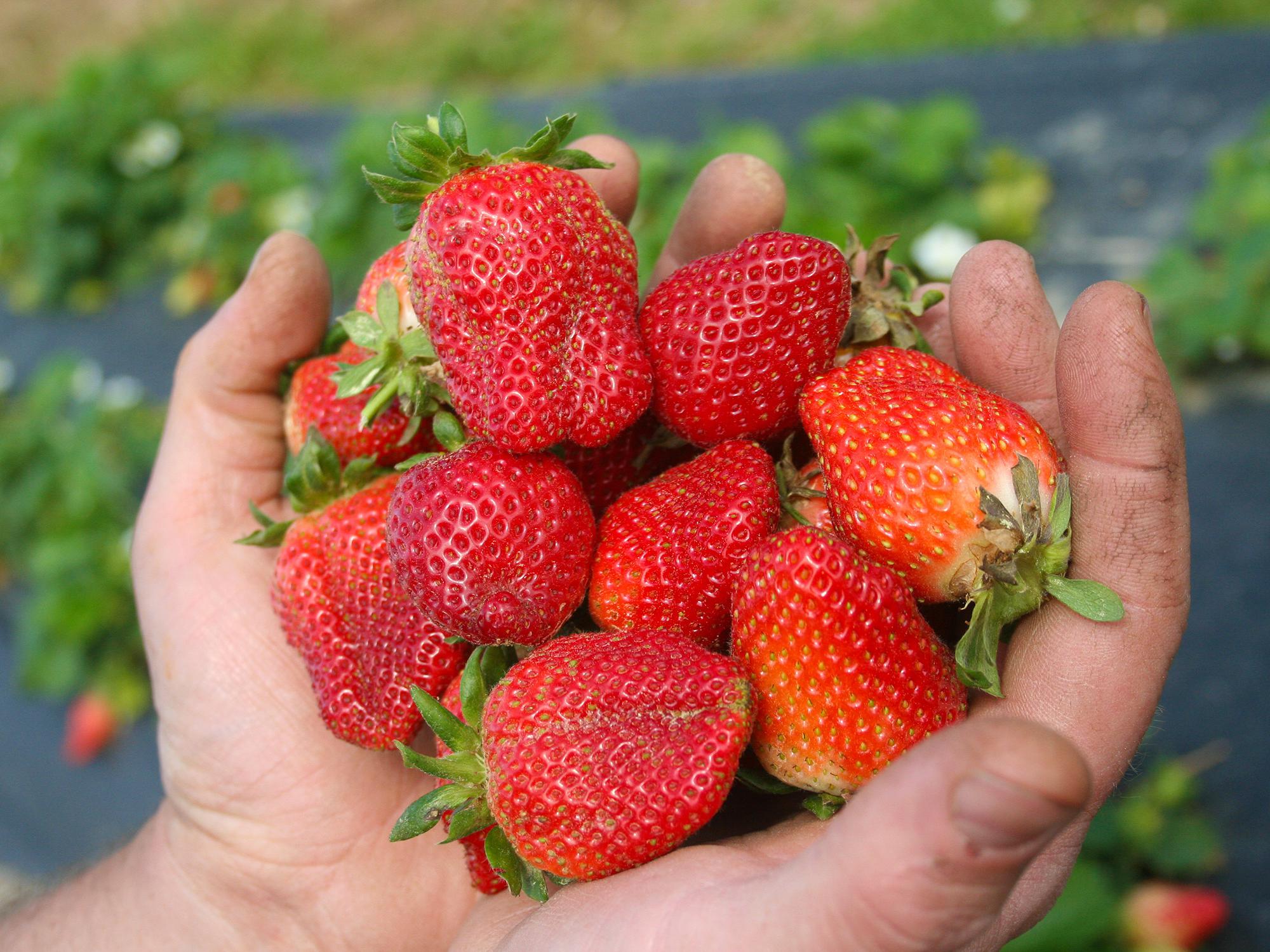 Jody Reyer began harvesting his first crop of strawberries April 9, 2013. Like much of the state's strawberry crop, Reyer's Leake County operation has struggled with cool and wet spring weather. (Photo courtesy of Brittany Reyer)