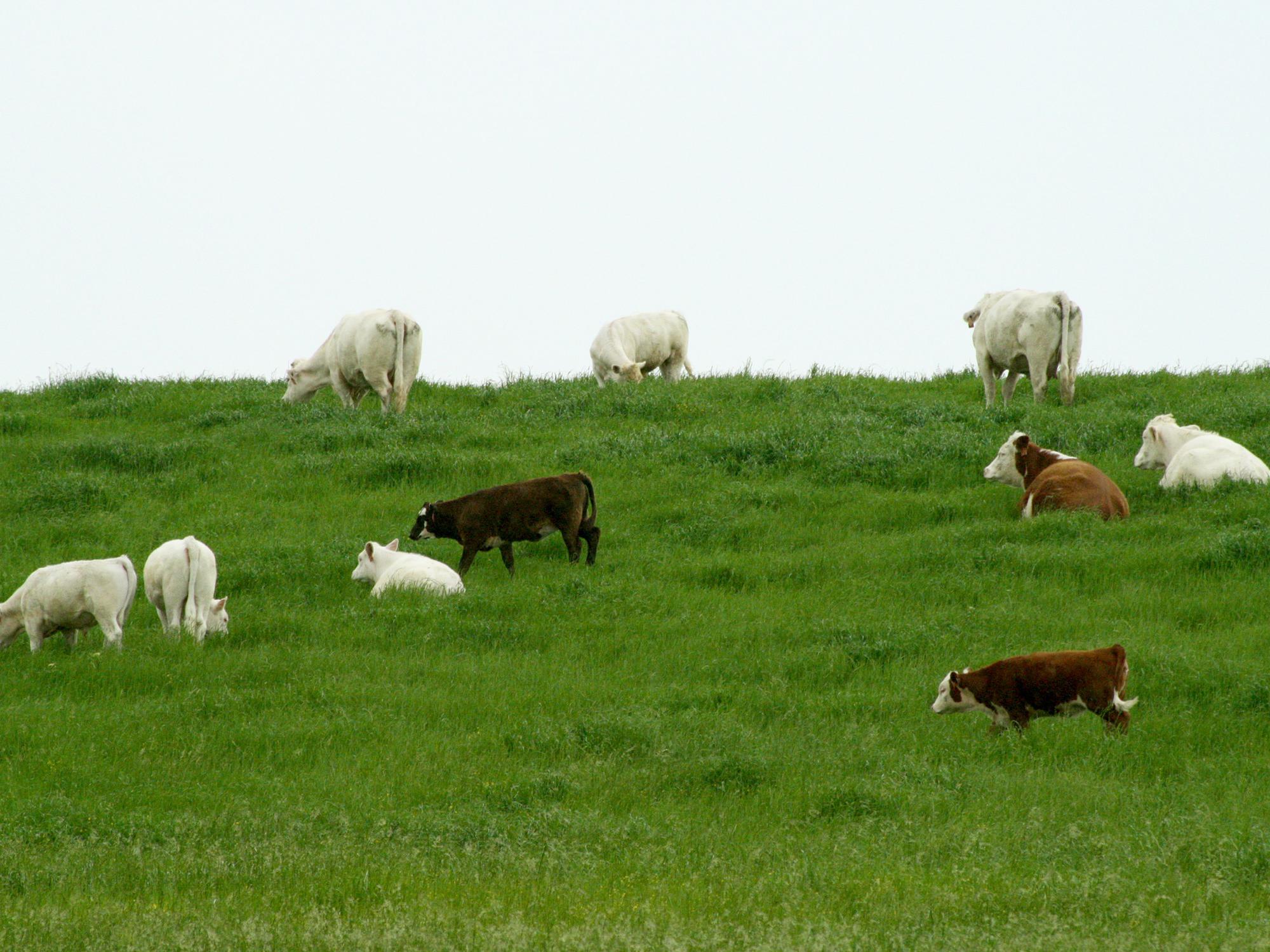 More than 85 percent of Mississippi's hay and forage growers are livestock producers trying to supply their herds' needs. Persistent rains are delaying the cool-season forage harvest and reducing yields. (Photo courtesy of Rocky Lemus)