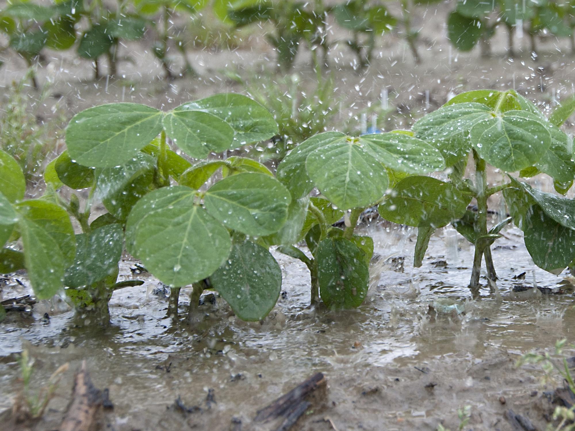Frequent rains put most Mississippi row crop planting well behind schedule. These young soybean plants at Mississippi State University's R.R. Foil Plant Science Research Facility on May 17, 2013, are among the few in the ground by mid-May. (Photo by MSU Ag Communications/Kat Lawrence)