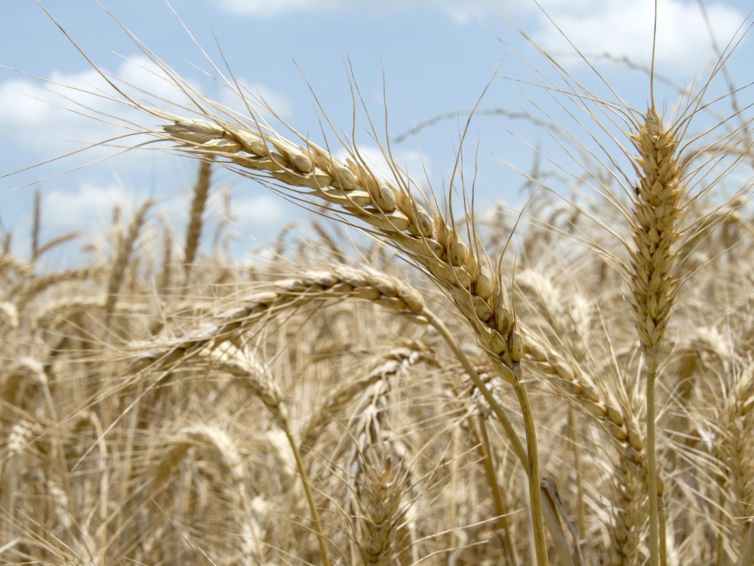 Mississippi producers are harvesting winter wheat, such as this planted at Mississippi State University's R.R. Foil Plant Science Research Facility, later than usual because of the late, wet spring, but overall yields are better than expected. (Photo by MSU Ag Communications/Kat Lawrence)