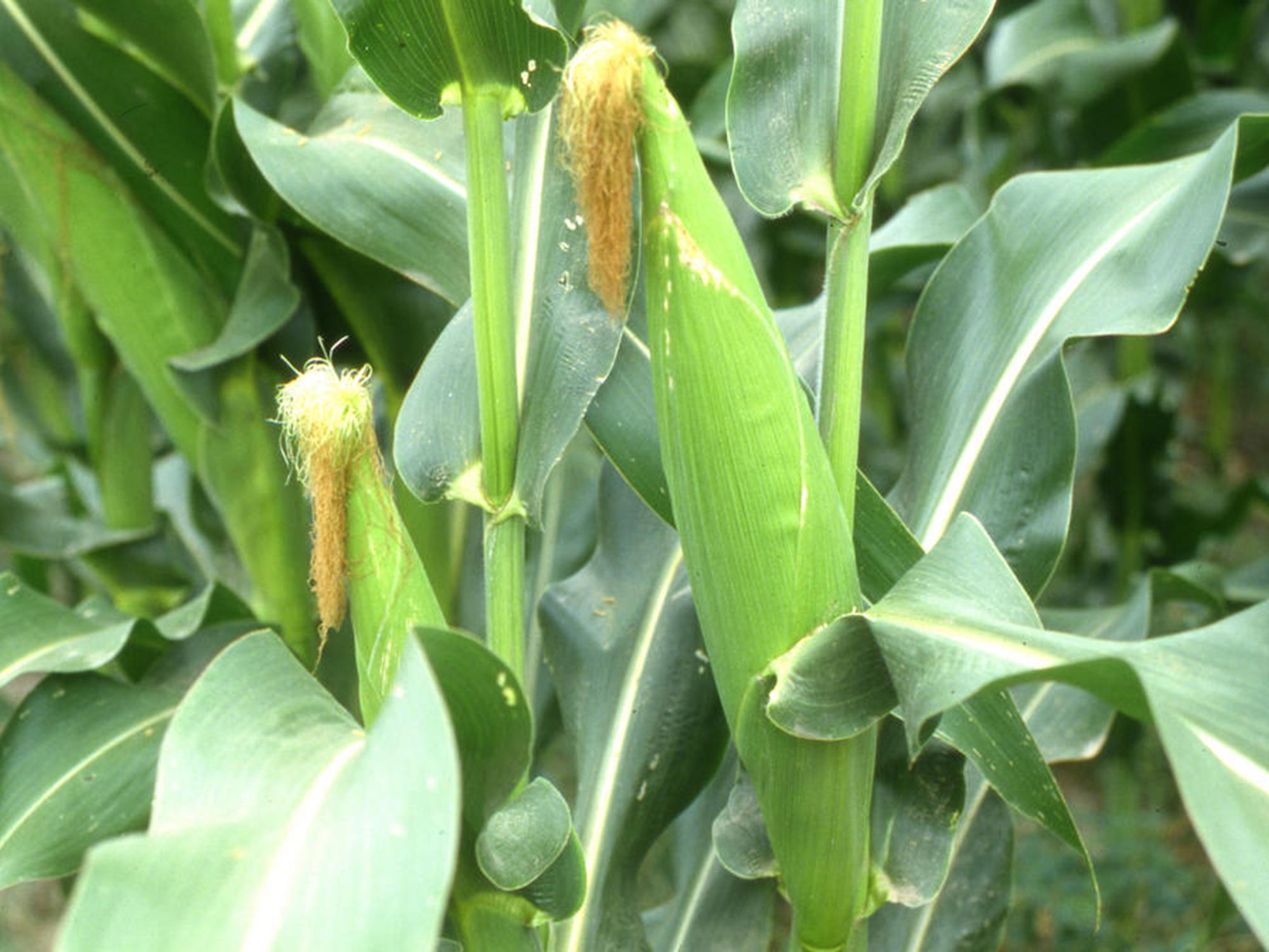 Mississippi's 2013 corn crop is at many different growth stages because of the planting challenges farmers encountered last spring. (Photo from MSU Ag Communications archive)