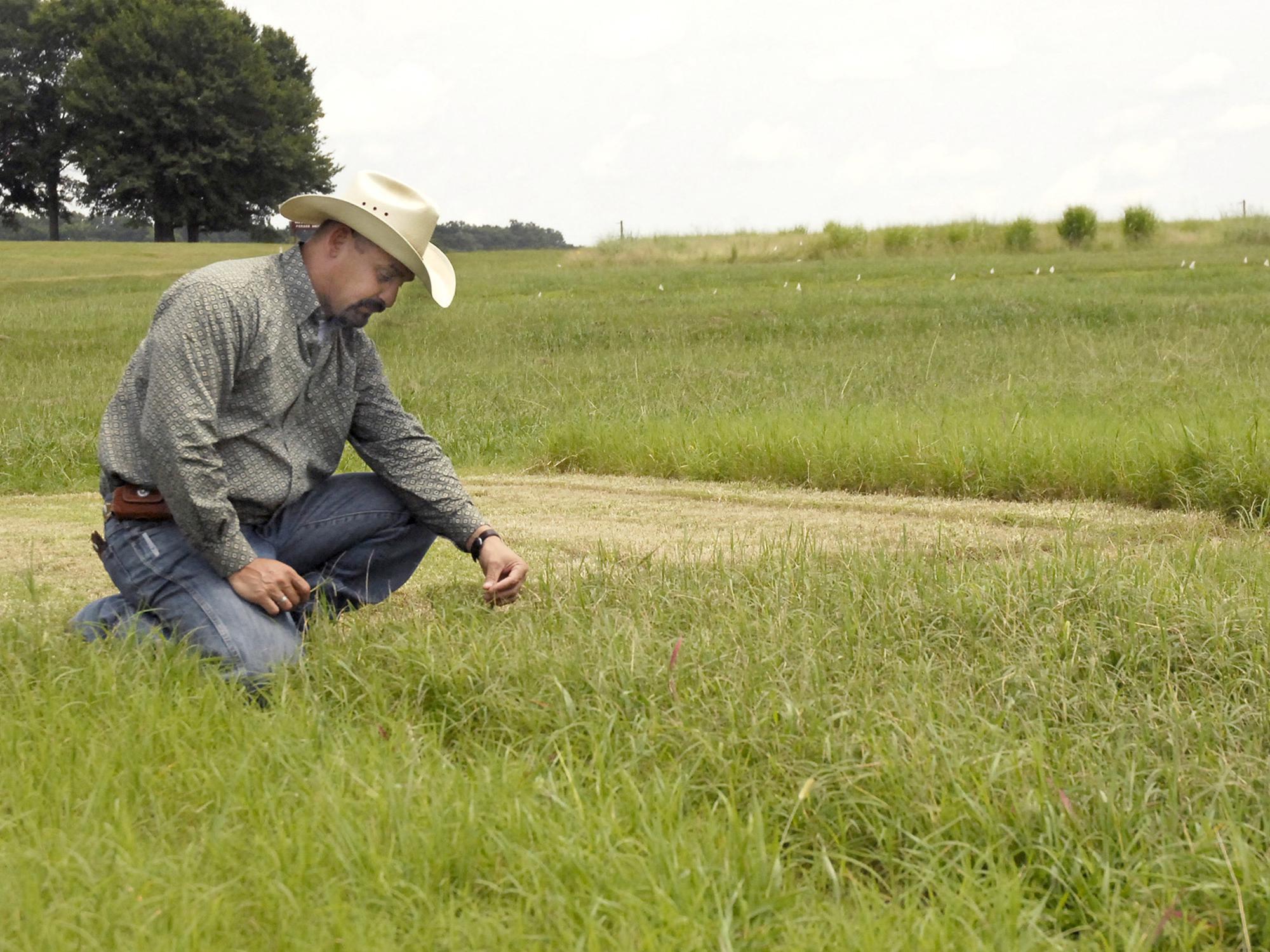 Rocky Lemus, forage specialist with the Mississippi State University Extension Service, examines stem maggot damage on the tips of bermudagrass growing in research plots in the forage unit at the Henry H. Leveck Animal Research Farm in Starkville on Aug. 7, 2013. (Photo by MSU Ag Communications/Linda Breazeale)