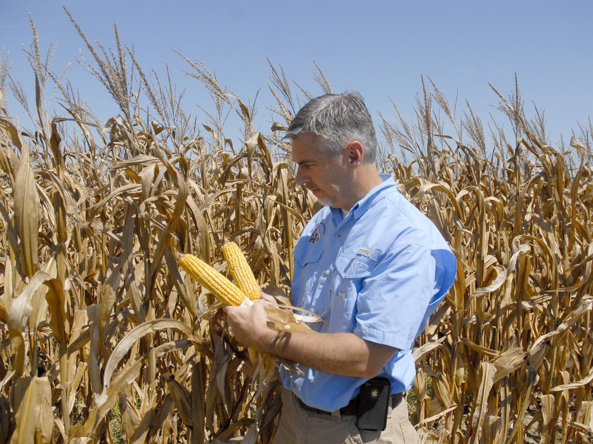 Erick Larson, corn specialist with the Mississippi State University Extension Service, examines hybrid plants in test plots located on the R.R. Foil Plant Science Research Center on Sept. 4, 2013. (Photo by MSU Ag Communications/Linda Breazeale)