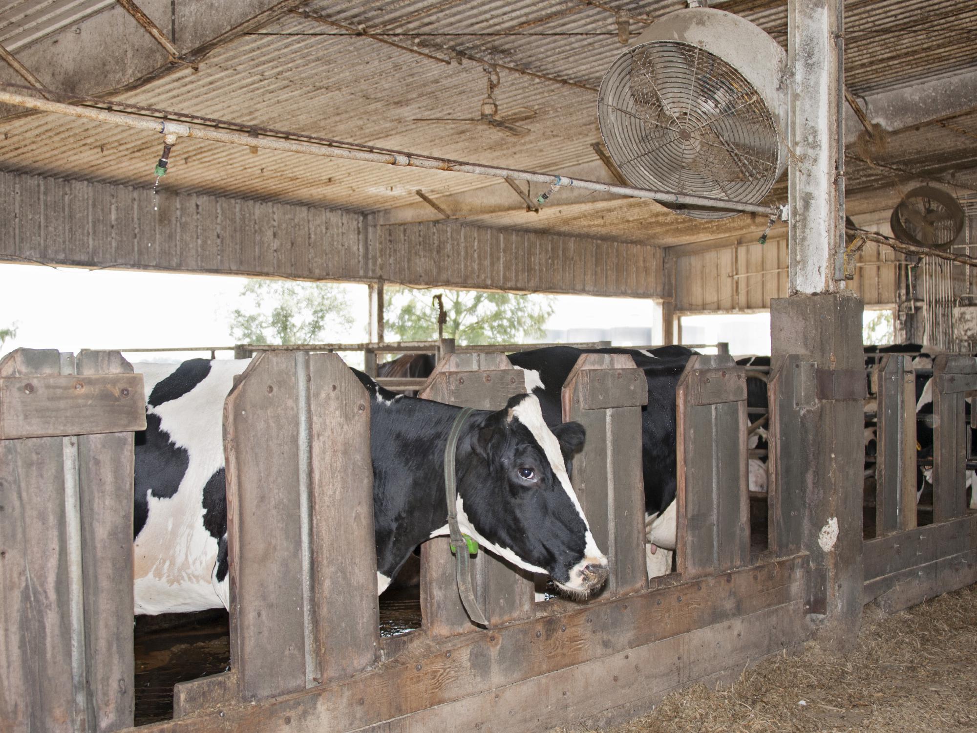 Holstein dairy cows in Mississippi State University's barns near Starkville, Miss., on Wednesday, Sept. 11, 2013, are cooled with sprinklers and fans to reduce the effects of heat stress on their milk production. (Photo by MSU Ag Communications/Kat Lawrence)