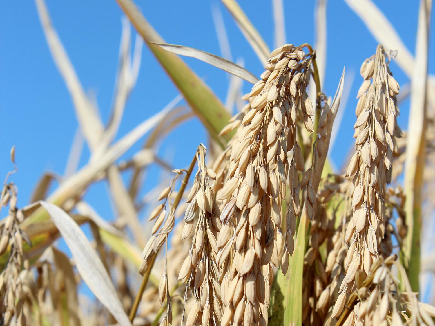 Even after a late start, a favorable growing season allowed for a timely harvest of Mississippi's rice, such as this grown at the Delta Research and Extension Center in Stoneville. The U.S. Department of Agriculture reports the crop was 96 percent harvested by Oct. 20, 2013. (Photo by MSU Ag Communications/Keri Collins Lewis)