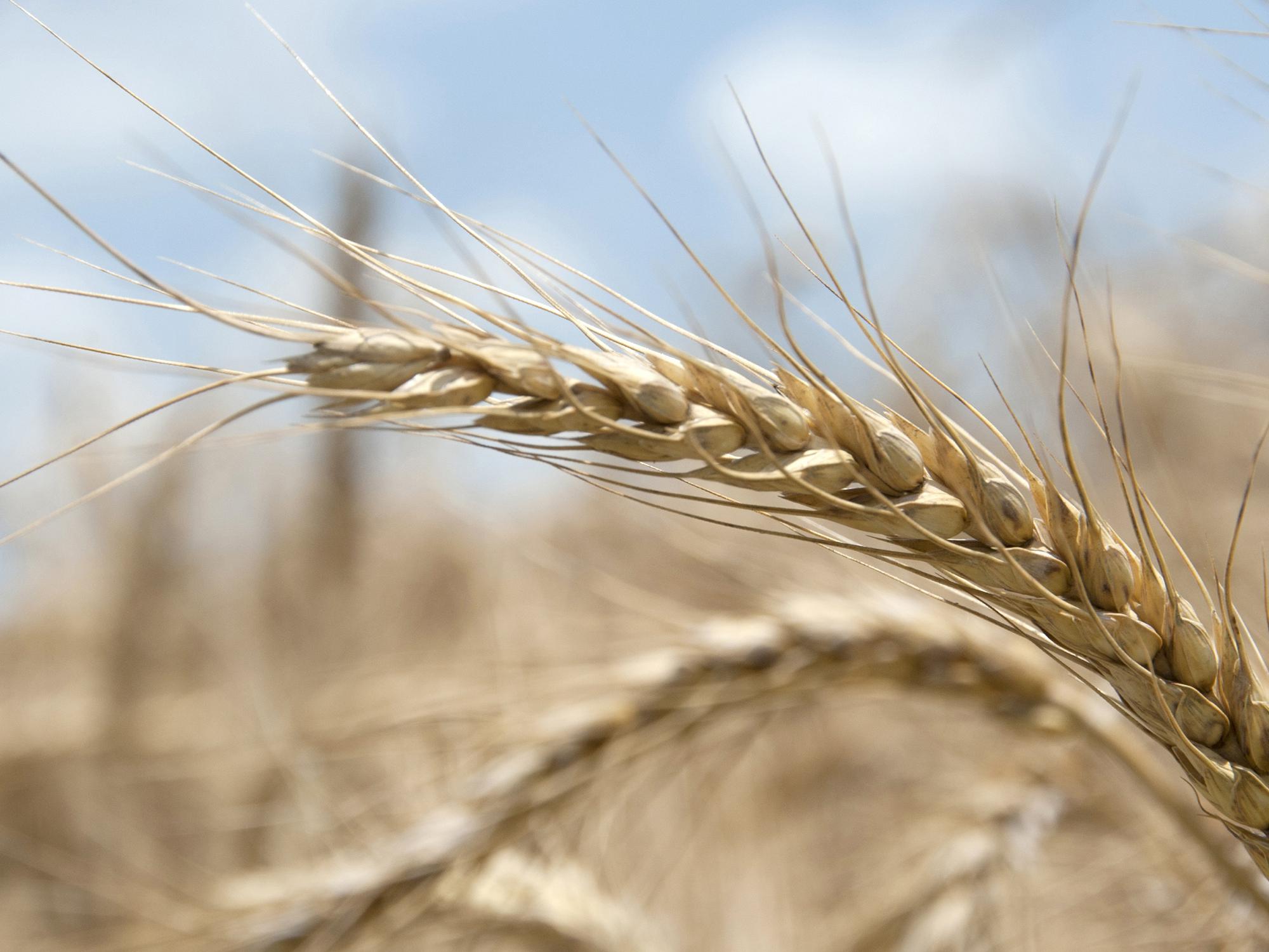 Mississippi producers are expected to plant more than 400,000 acres of wheat this fall. (Photo by MSU Ag Communications/Kat Lawrence)