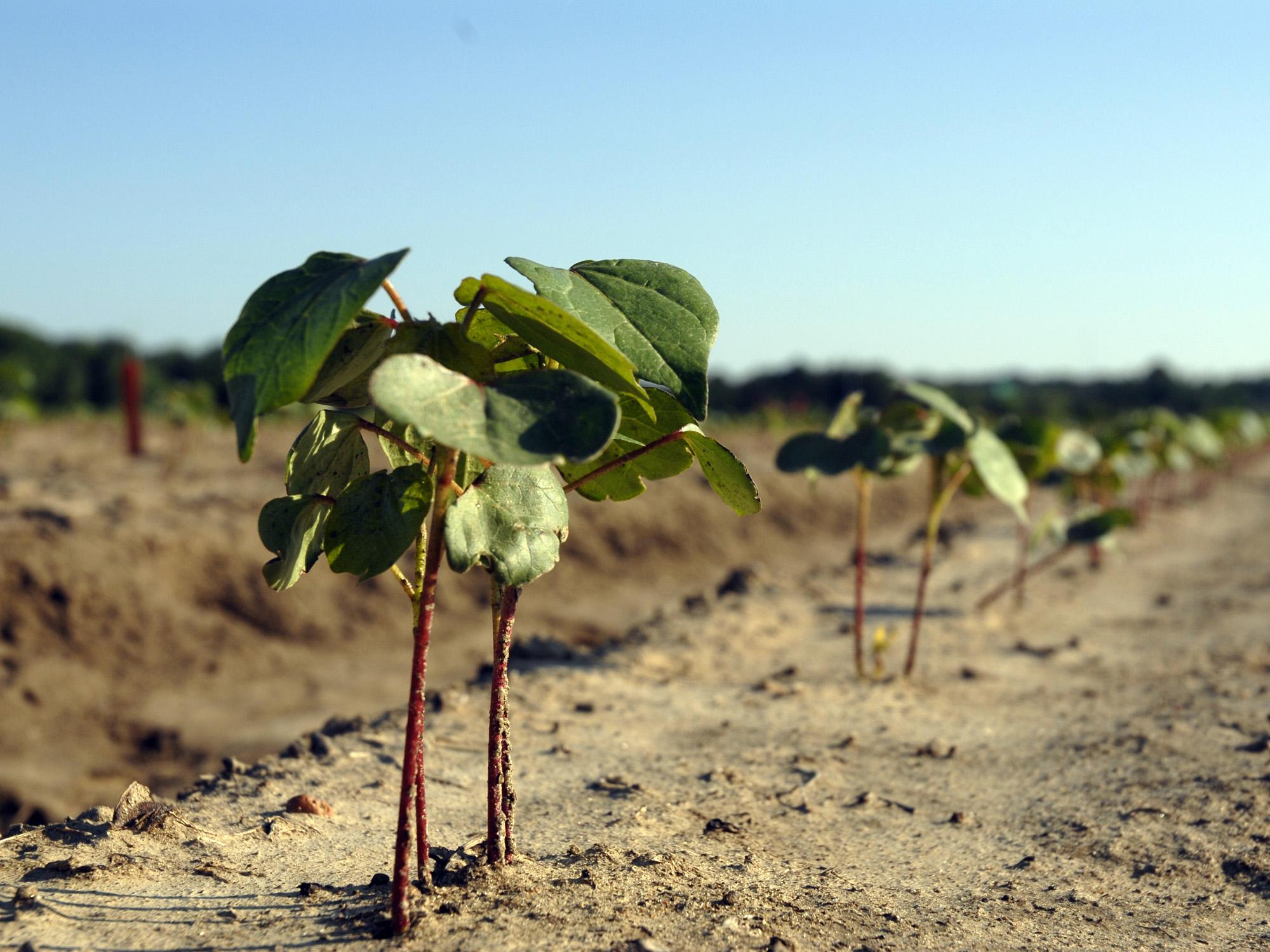 A week without rain in early May gave Mississippi producers a chance to catch up with spring planting. This cotton on Mississippi State University's R.R. Foil Plant Science Research Center was planted before the late-April rains. (Photo by MSU Ag Communications/Bonnie Coblentz)