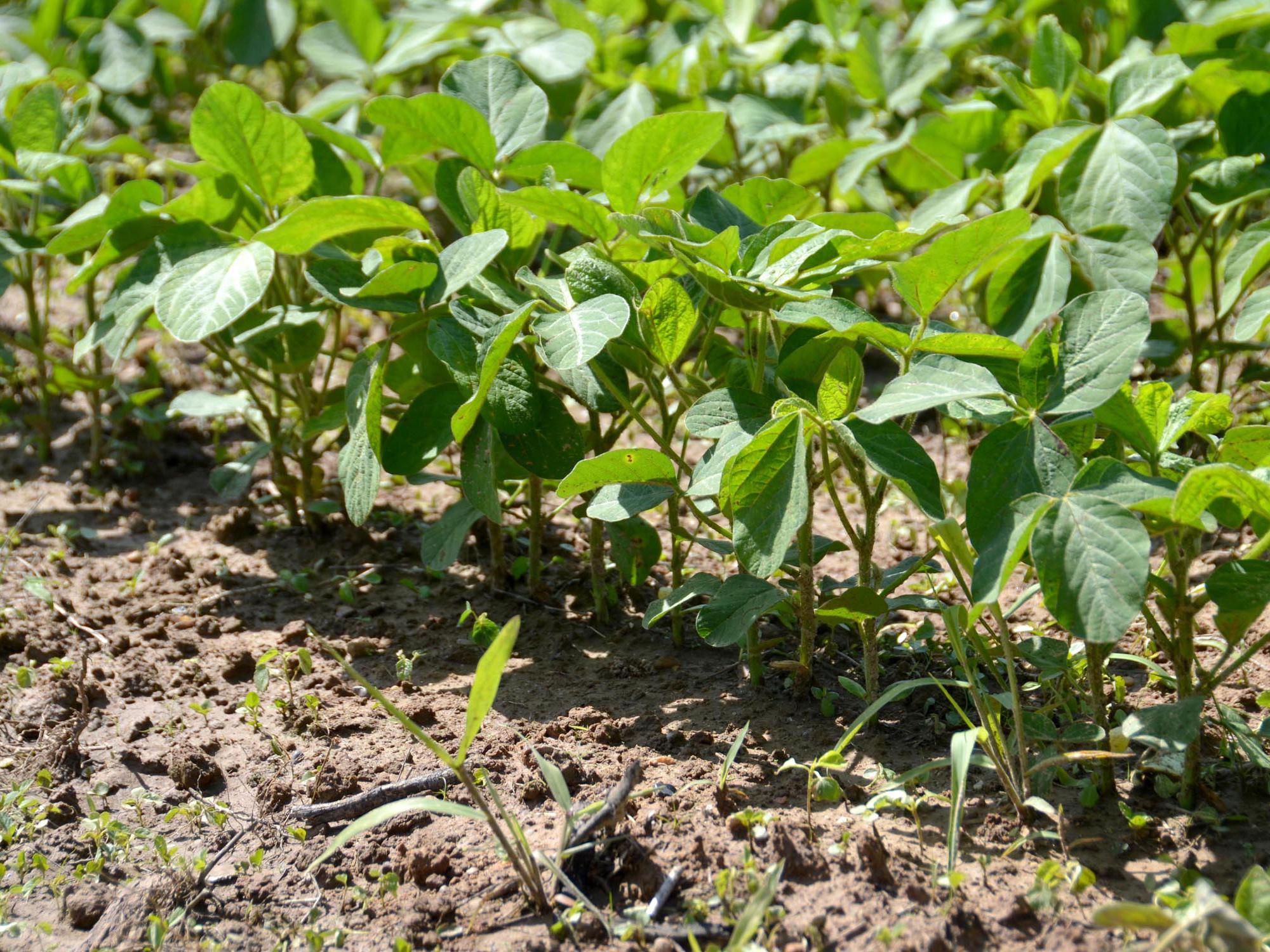 Soybeans in this Copiah County field look good on June 11, 2014, despite muddy conditions that have pushed farmers throughout the state two to three weeks behind on weed control. (Photo by MSU Ag Communications/Susan Collins-Smith)