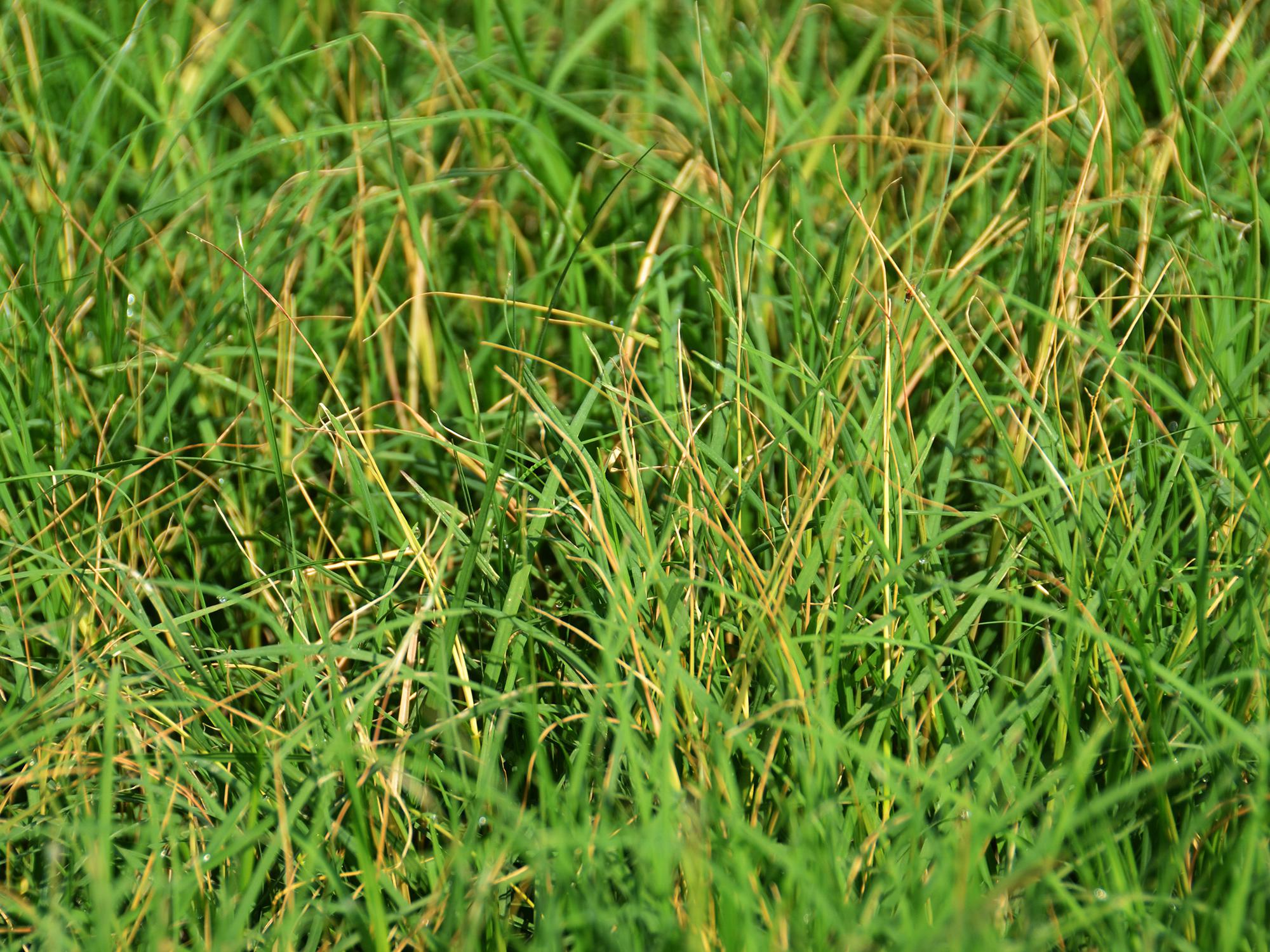 Simpson County producer Jimmy Welch's hayfield shows damage from Bermuda grass stem maggots on July 24, 2014. The pest feeds in the tips of developing stems. (Photo by MSU Ag Communications/Susan Collins-Smith)