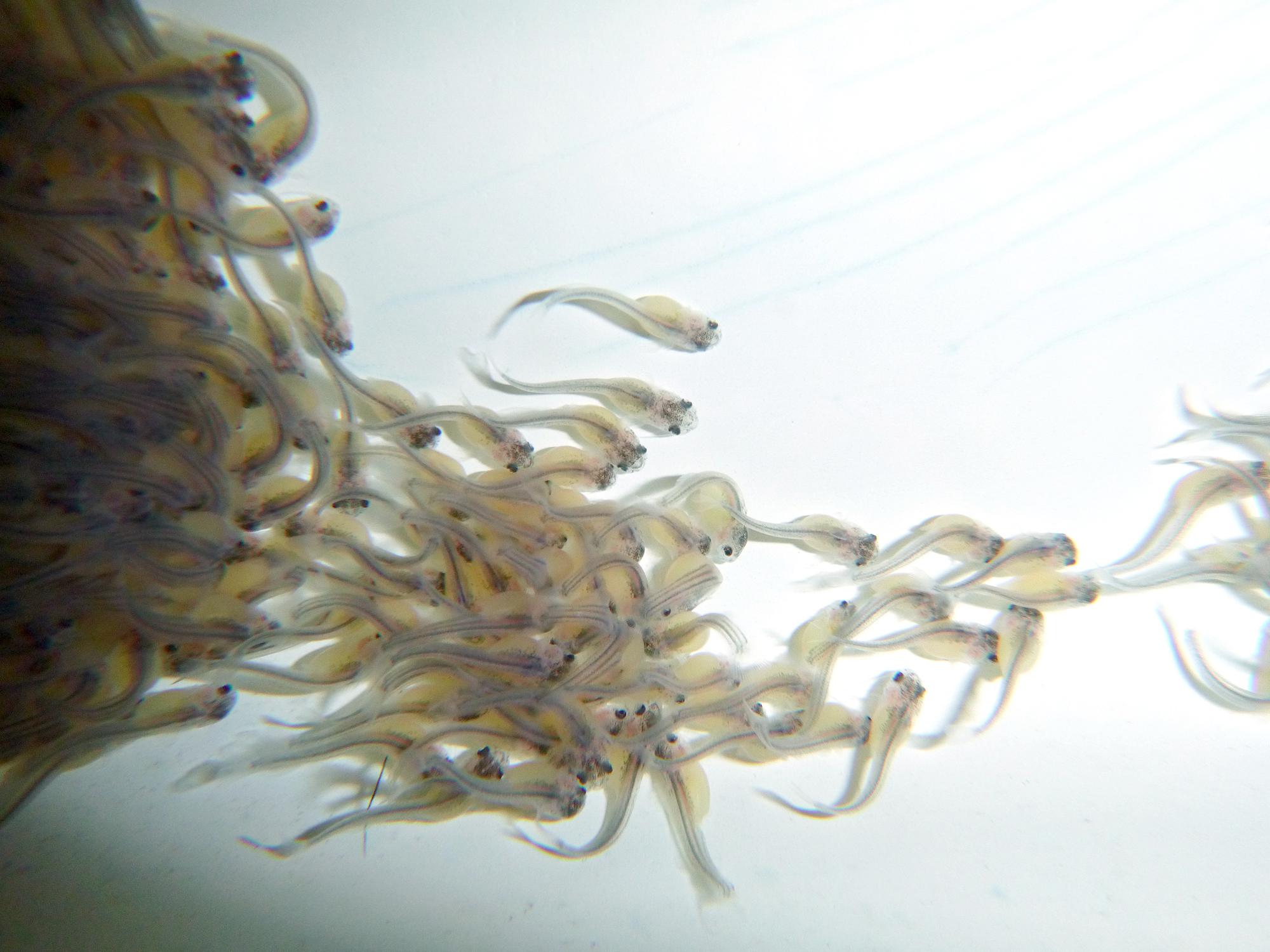 Catfish fry, like these in a 2013 laboratory file photo, should have benefitted from Mississippi's extended cool spring that contributed to a longer hatchery season. Numbers for restocking should be good since water stayed at the ideal spawning temperature longer. (MSU Ag Communications file photo)