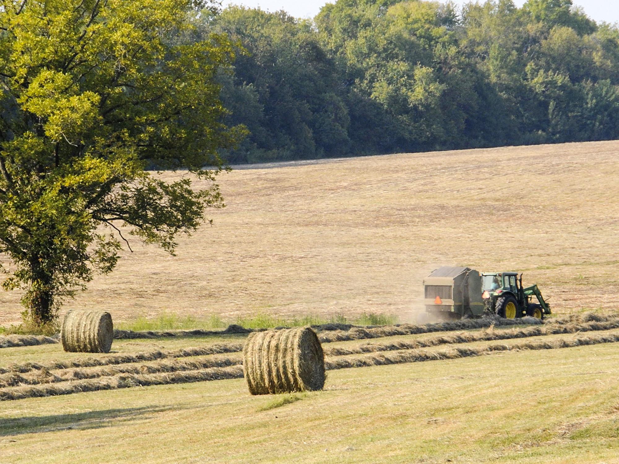 Mississippi hay supplies are expected to be low going into winter. Factors that contributed to low production include a very cold winter, a wet spring and an abundance of armyworms. (Photo by MSU Ag Communications/Scott Corey)