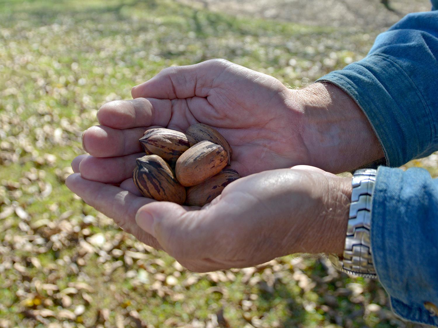 Mississippi trees are producing fewer pecans than normal this year, but consumers will be pleased with the size and taste of most nuts, such as these from an orchard in Oktibbeha County. This photo was taken on Oct. 31, 2014. (Photo by MSU Ag Communications/Linda Breazeale)