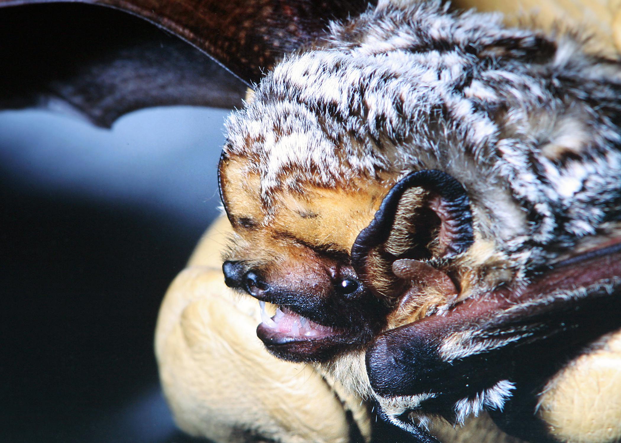 This hoary bat, Lasiurus cinereus, is a solitary animal found in Mississippi that prefers to roost in the foliage of trees. Bats provide many environmental benefits, including pollination and insect control. (Photo courtesy of Raymond Iglay)