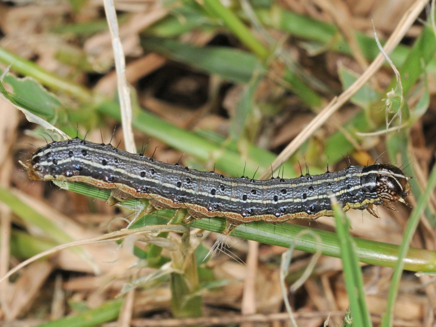 Fall armyworms plague many Mississippi pastures, lawns and sports fields, but vigilance and prompt treatment can limit their damage. (Photo by MSU Extension Service/Blake Layton)