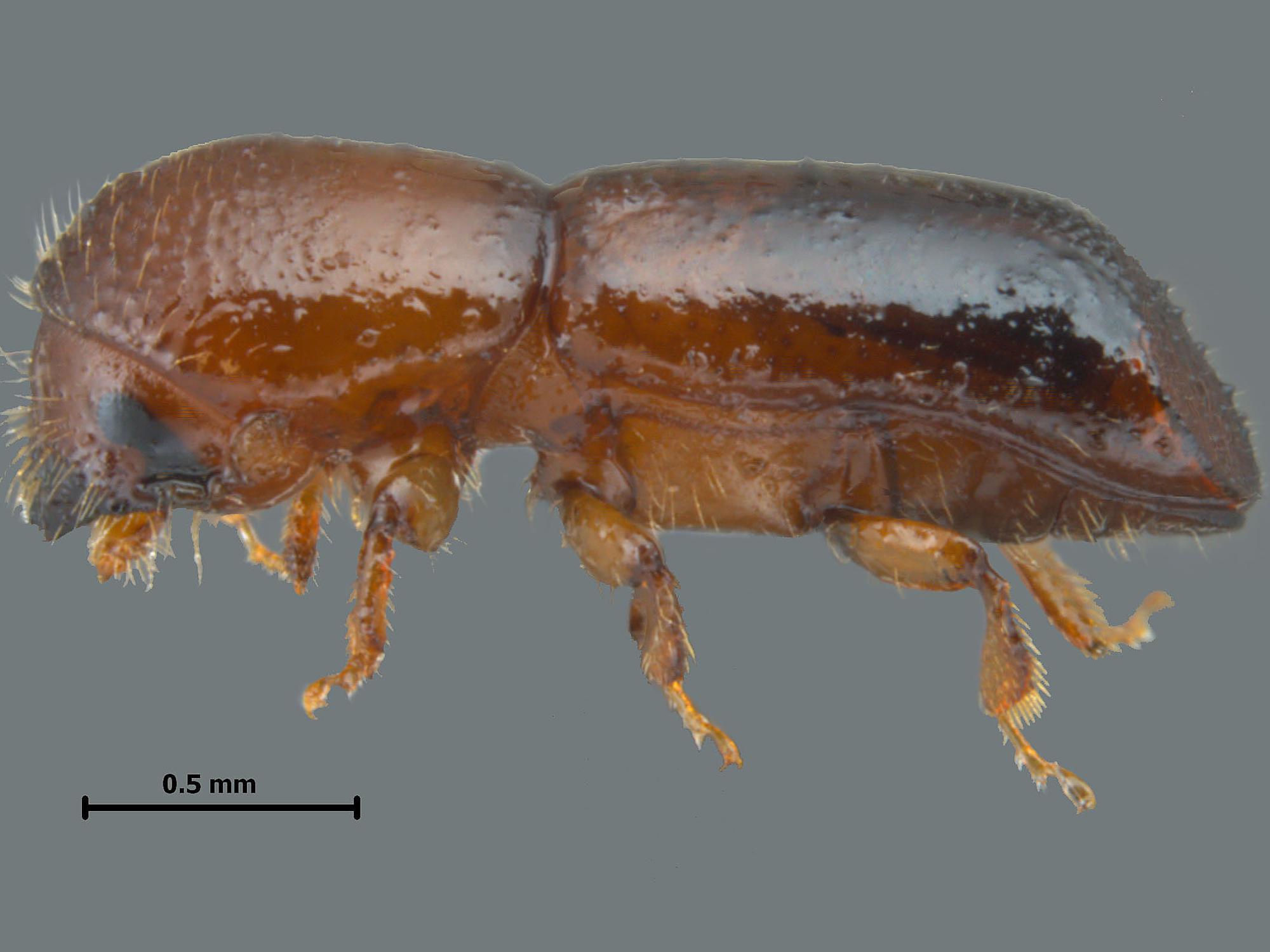 The tiny redbay ambrosia beetle was first found in the U.S. in 2002. It carries a fungus that is devastating to any tree or shrub species in the laurel family. (Photo by Mississippi Entomological Museum/Joe A. MacGown)