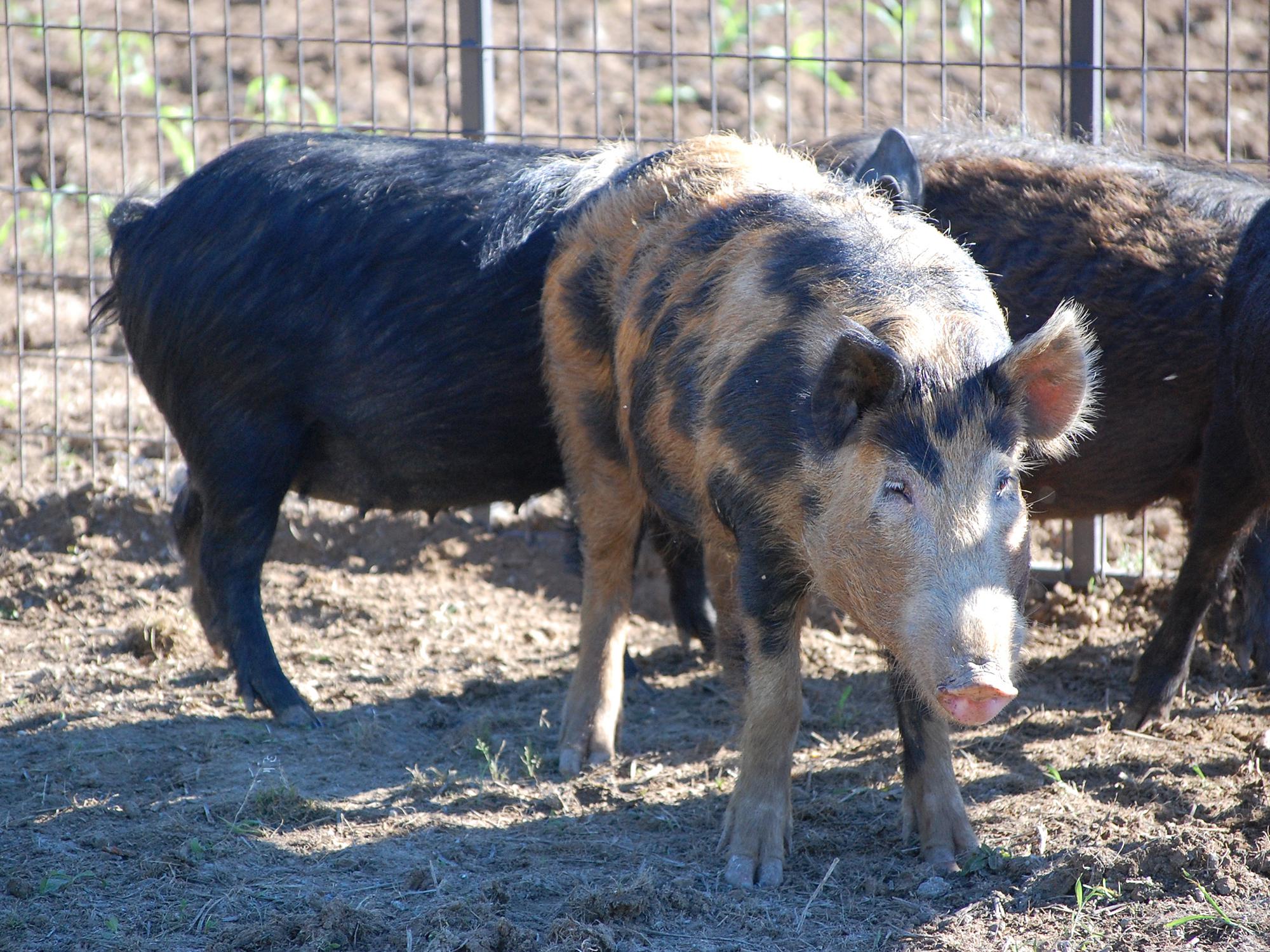 Wild pigs have been part of the landscape in the Southeast since Hernando de Soto released them in the 1500s as a source of food for settlers. In the last 20 years, the nuisance animals have increased their range and population in Mississippi, threatening native wildlife and causing millions of dollars in damage to crops, land, timber, structures and farm equipment each year. (Photo by MSU Extension Service/Steven Tucker)