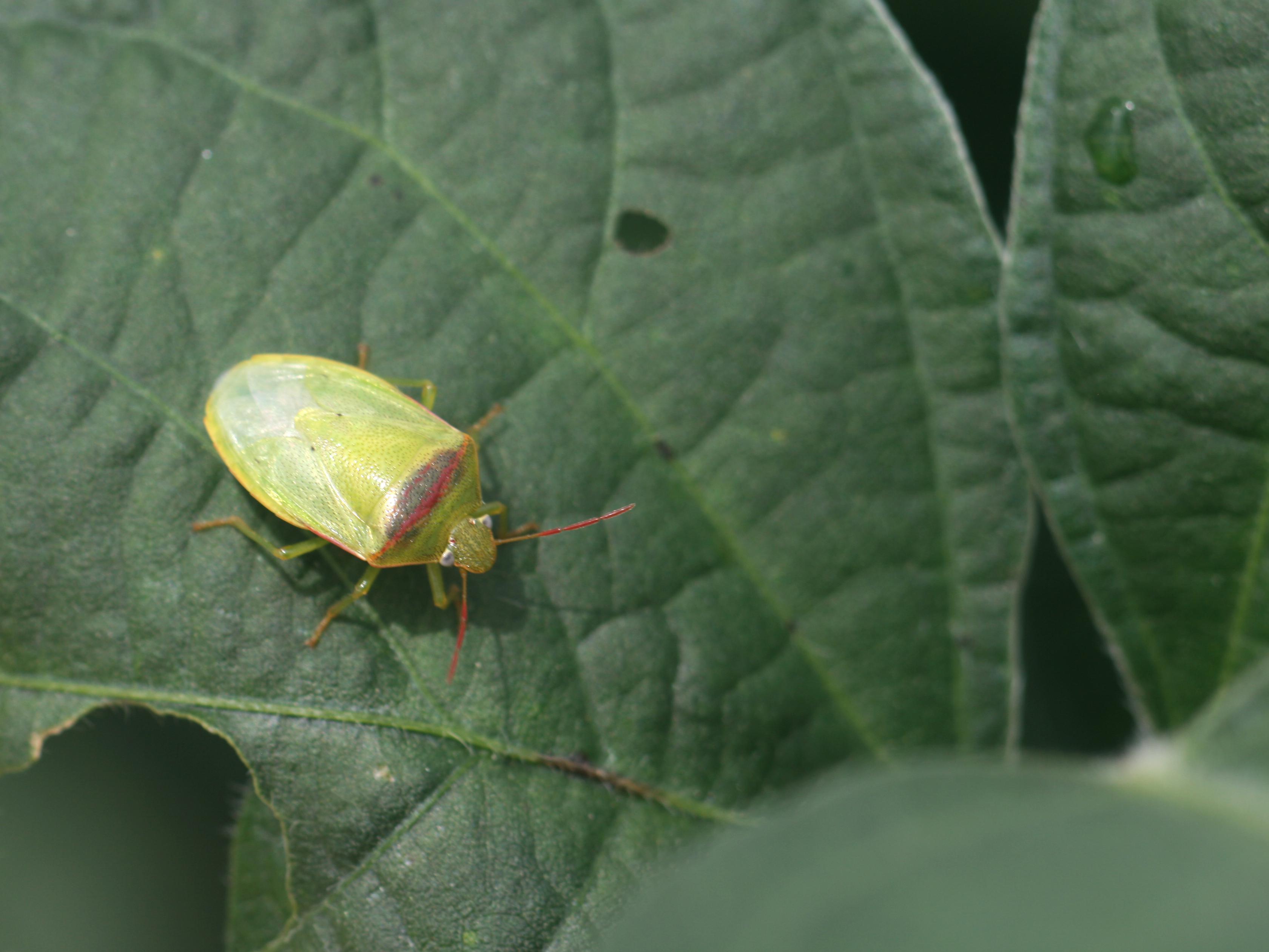 Redbanded stinkbugs, such as this pest seen Aug. 17, 2017, on a soybean plant at the Delta Research and Extension Center in Stoneville, Mississippi, are very damaging, invasive pests showing up in large numbers this year in fields across the Southeast. (Photo by MSU Delta Research and Extension Center/Don Cook)