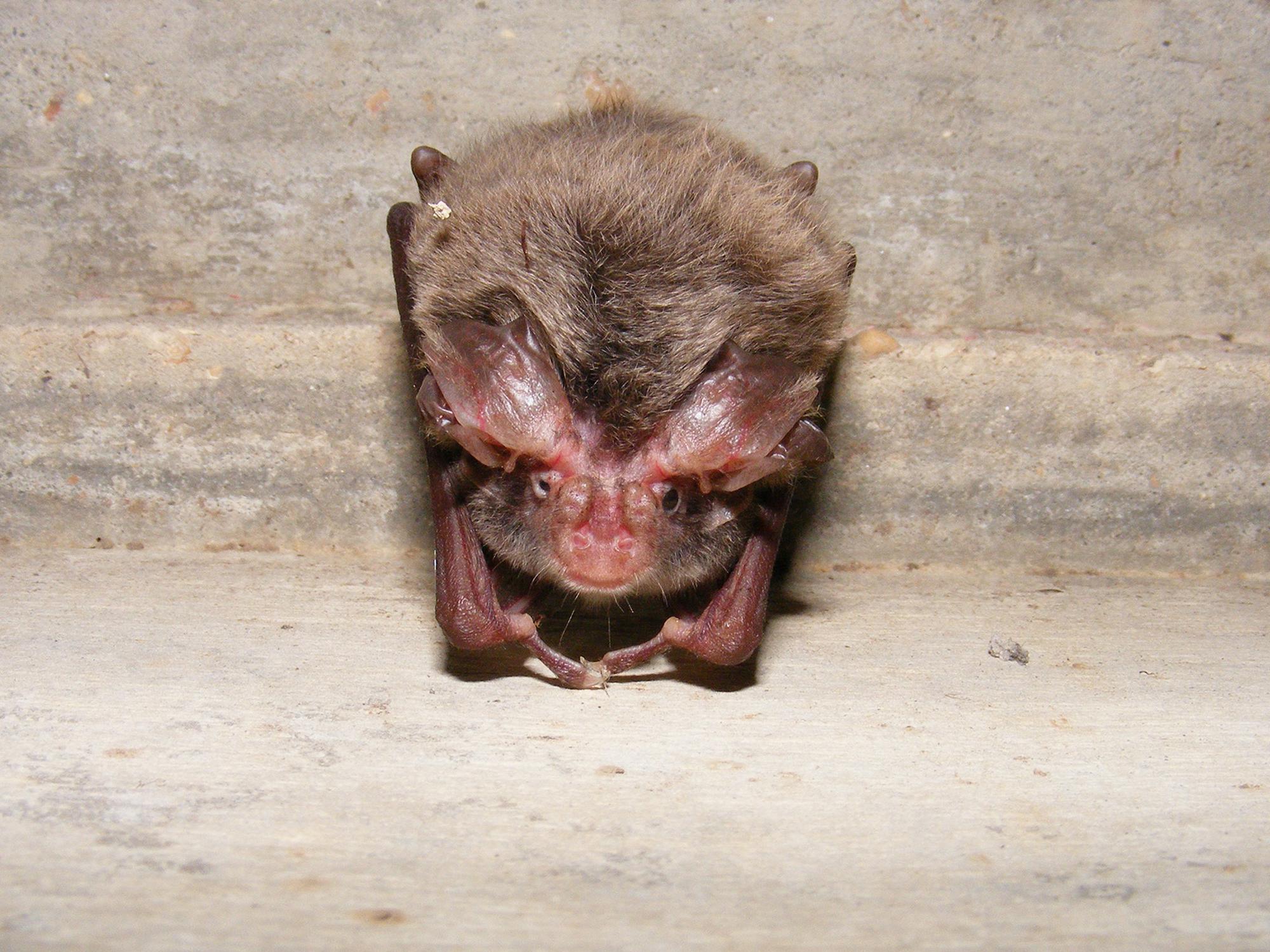 A small brown bat looks into the camera as it hangs upside down.