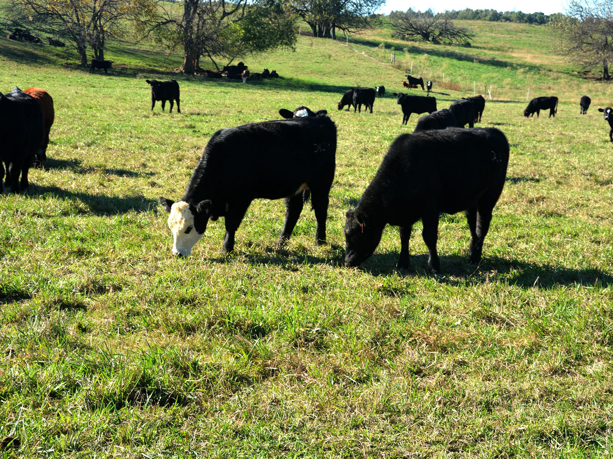 Two beef cattle grazing in a green pasture.