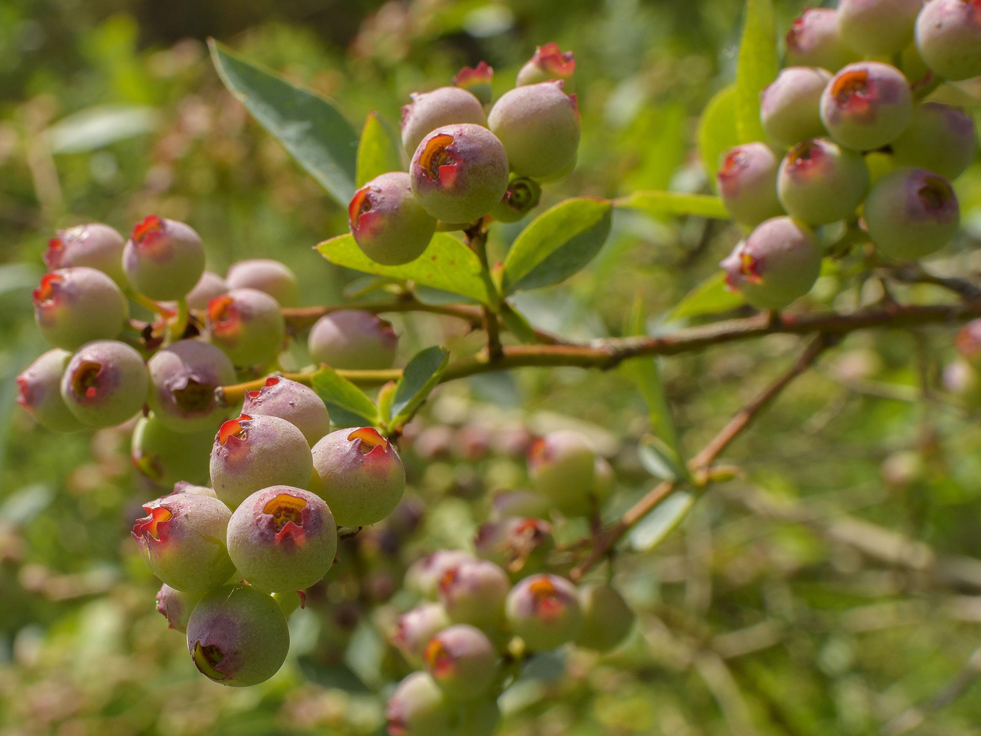 These blueberries at the Blueberry Patch in Starkville, Mississippi, are shown in a fruit coloring stage on May 17, 2017. Mostly warm winter conditions caused this year’s harvest to be unusually early in most parts of the state. (Photo by MSU Extension Service/Kevin Hudson)